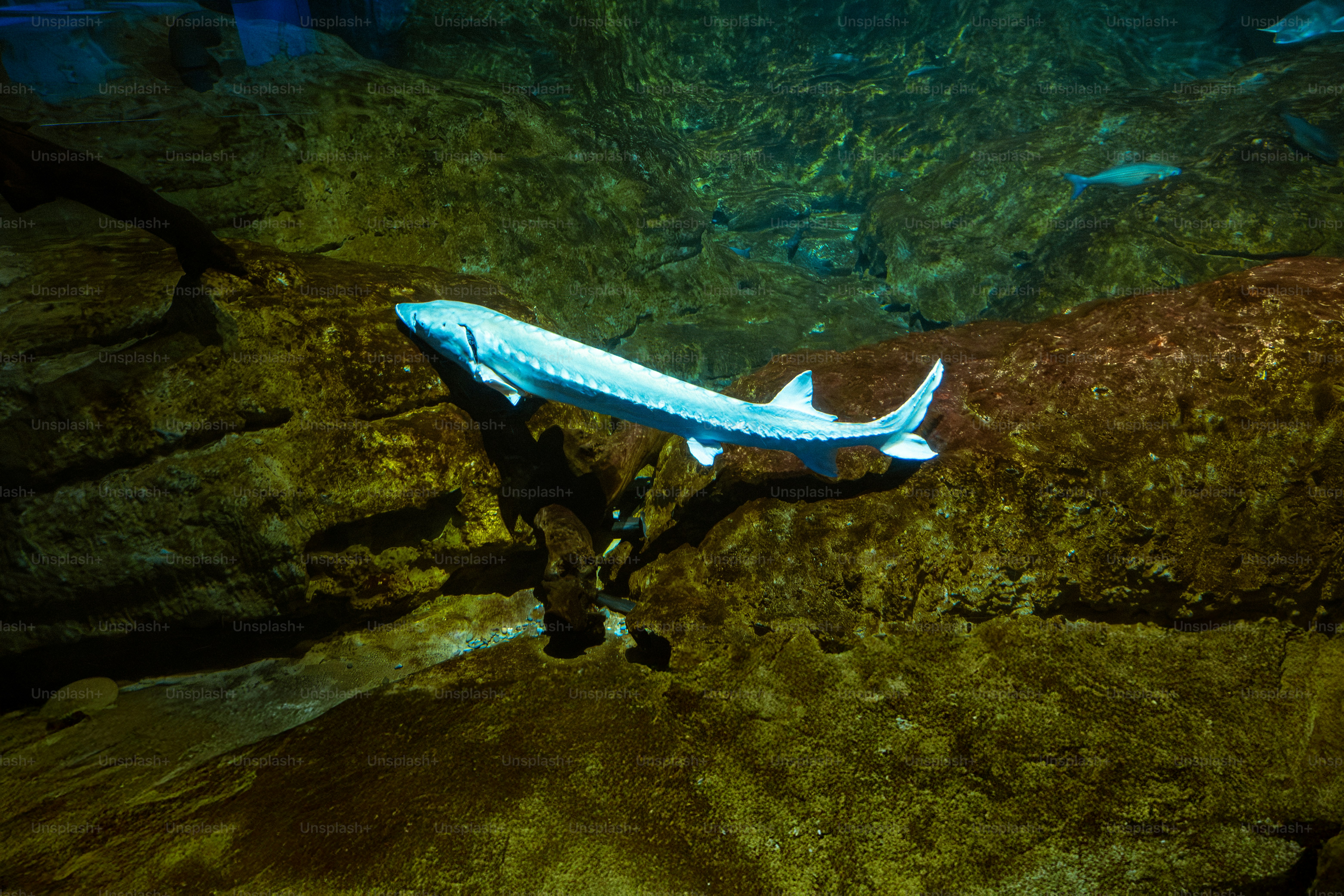 A large sturgeon swims near a rocky underwater environment.