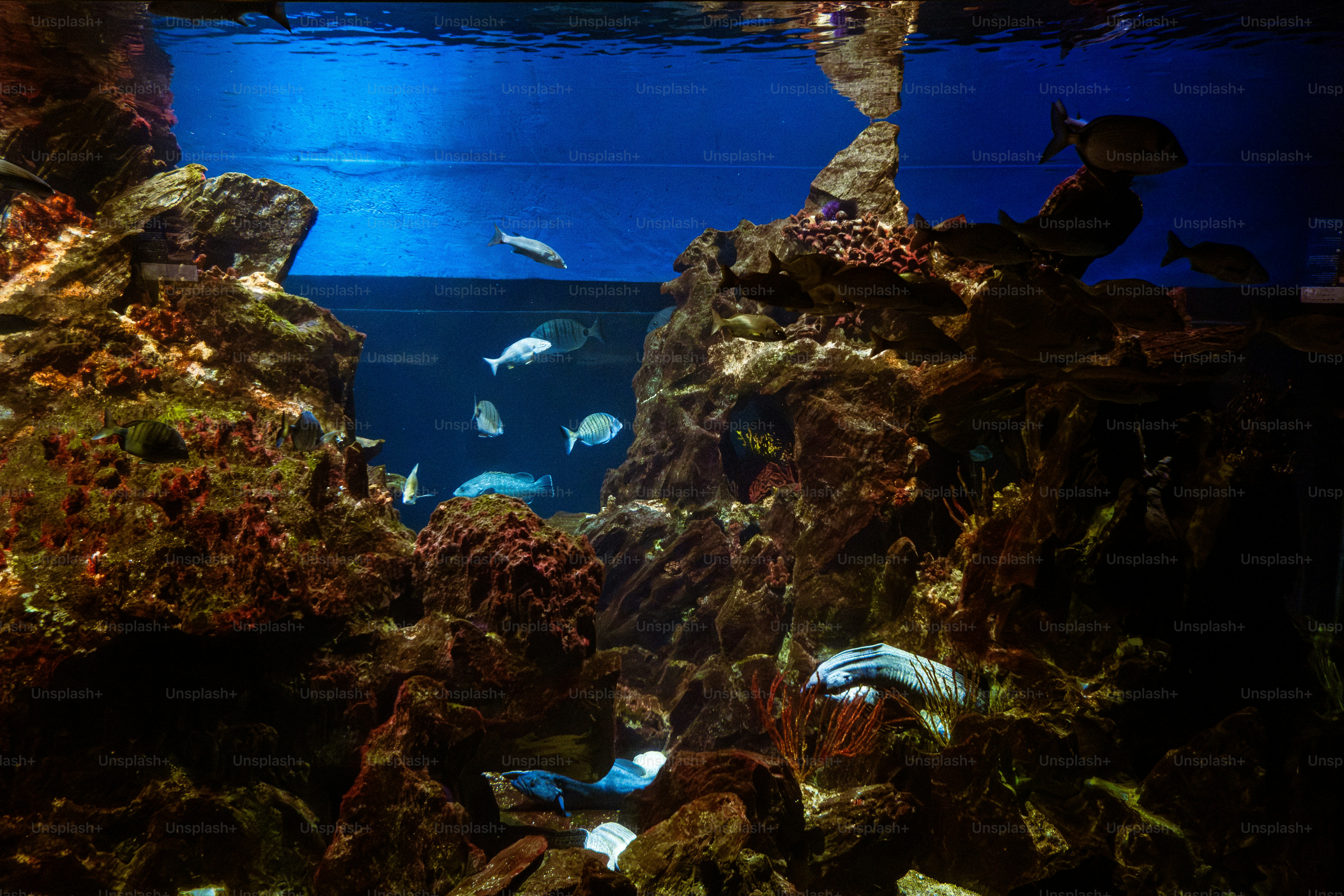 Fish swim among coral reefs in a blue ocean.