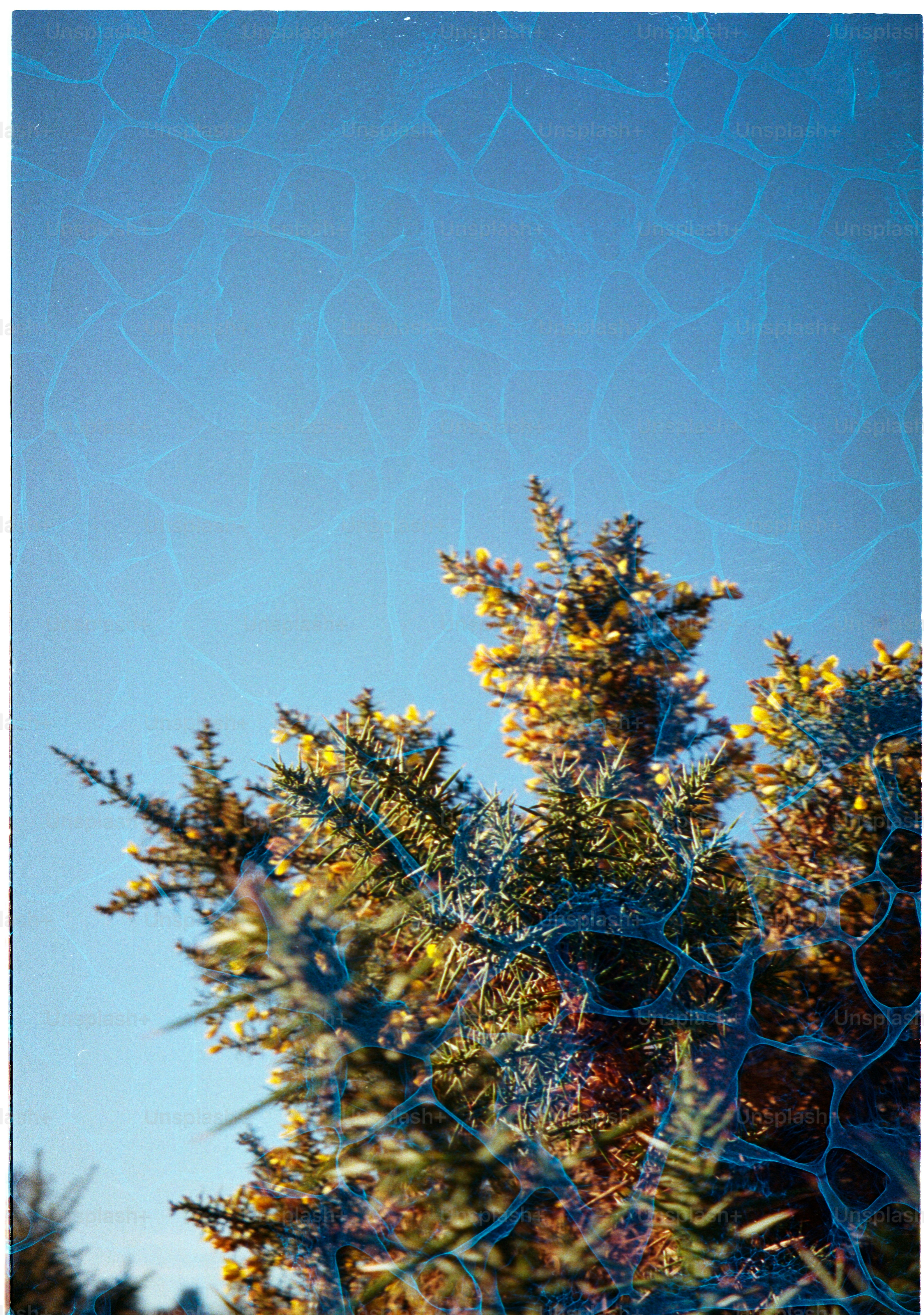 Green branches against a clear blue sky