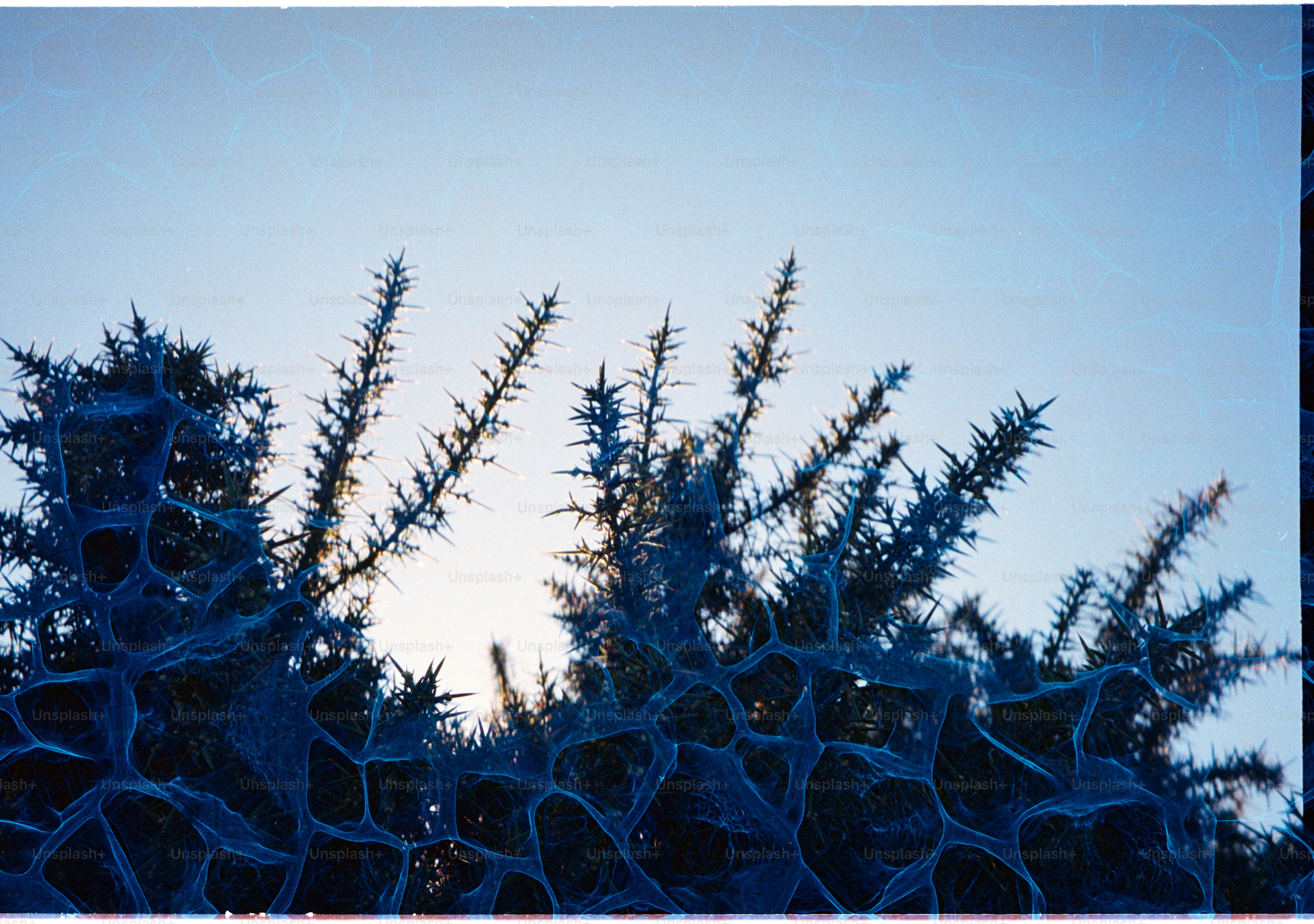 Silhouetted spiky branches against a pale blue sky.