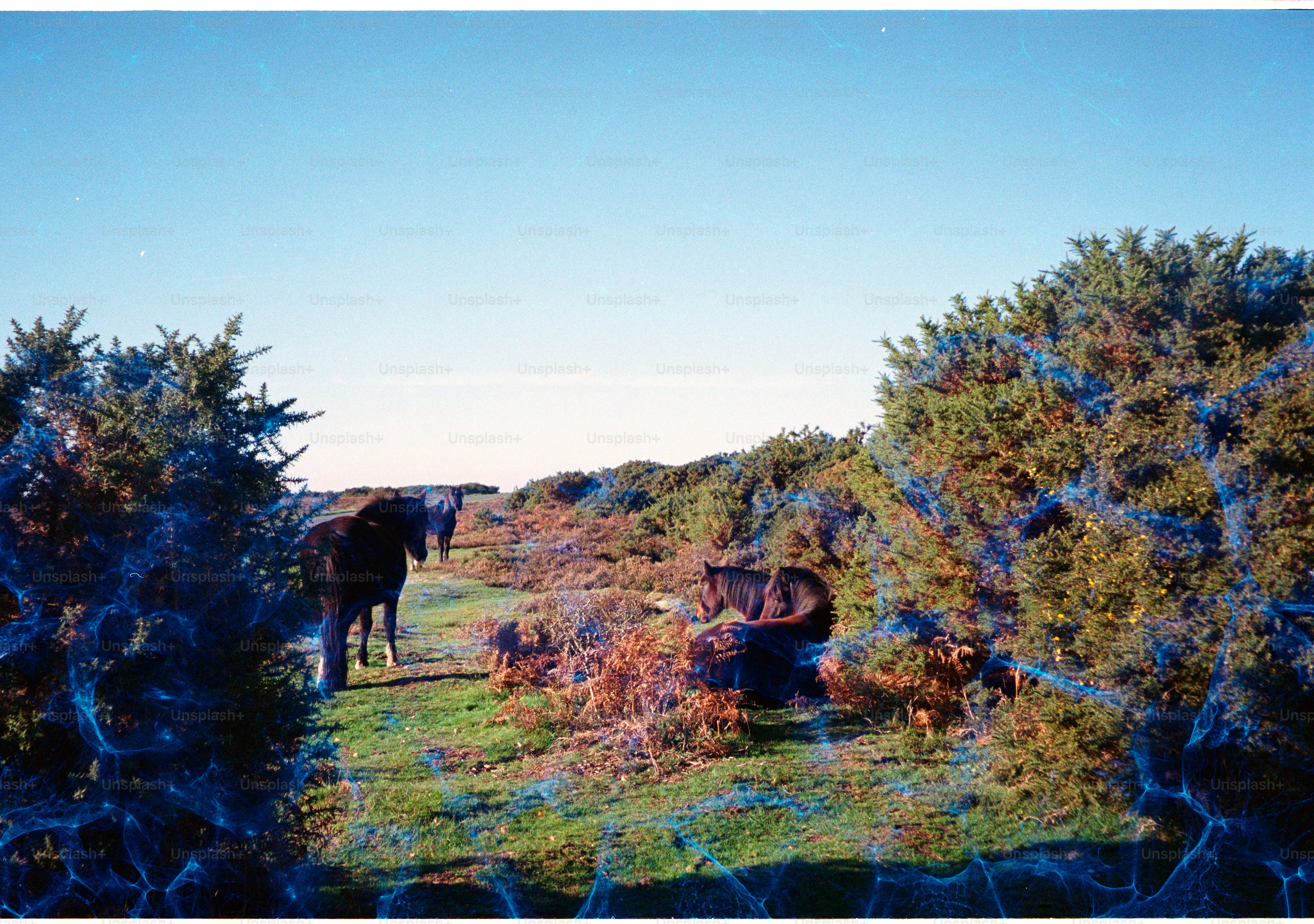 A dark horse stands near a tire in a field.