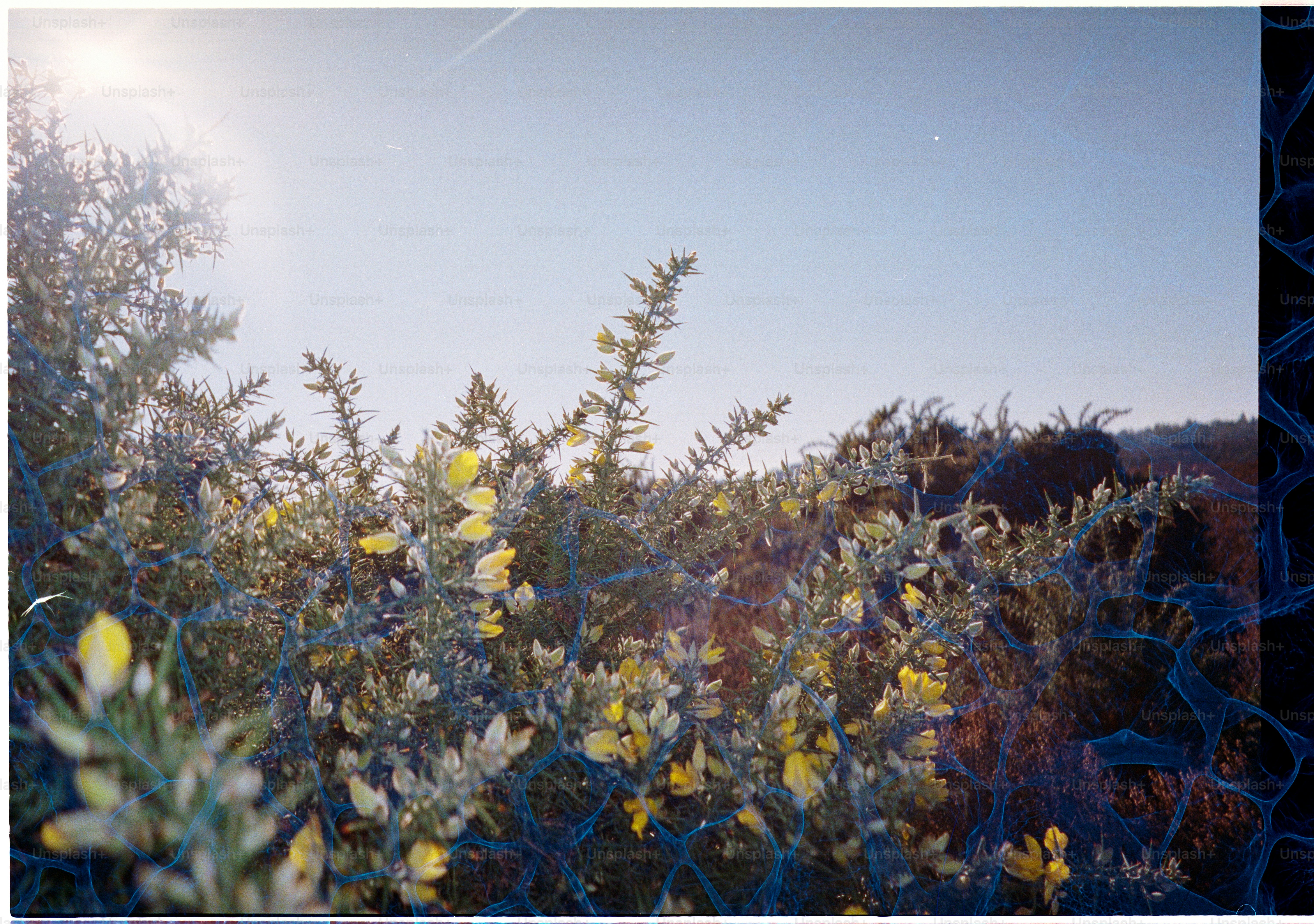 Yellow flowers bloom on a sunny day
