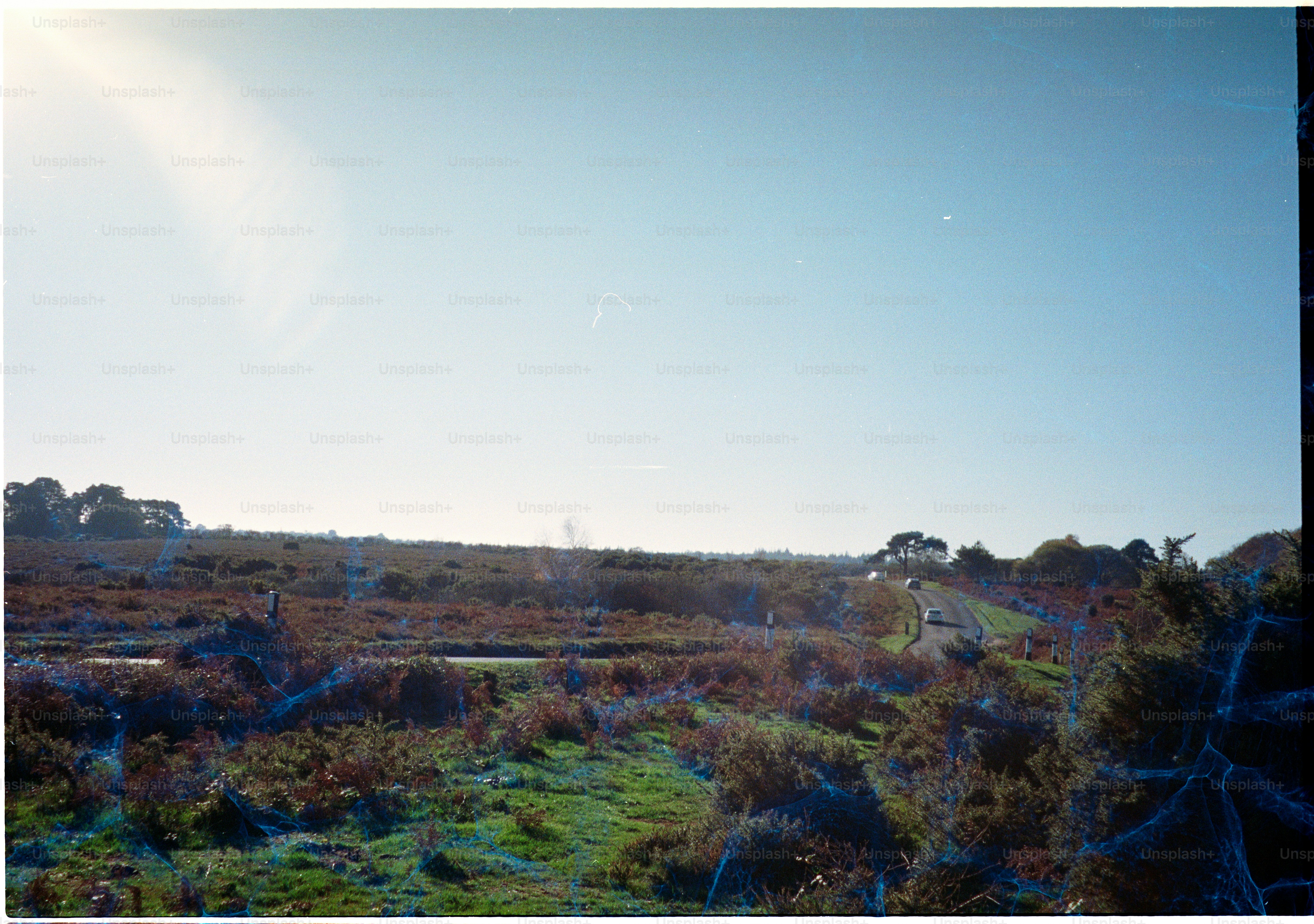Sunny landscape with dry brush and green grass