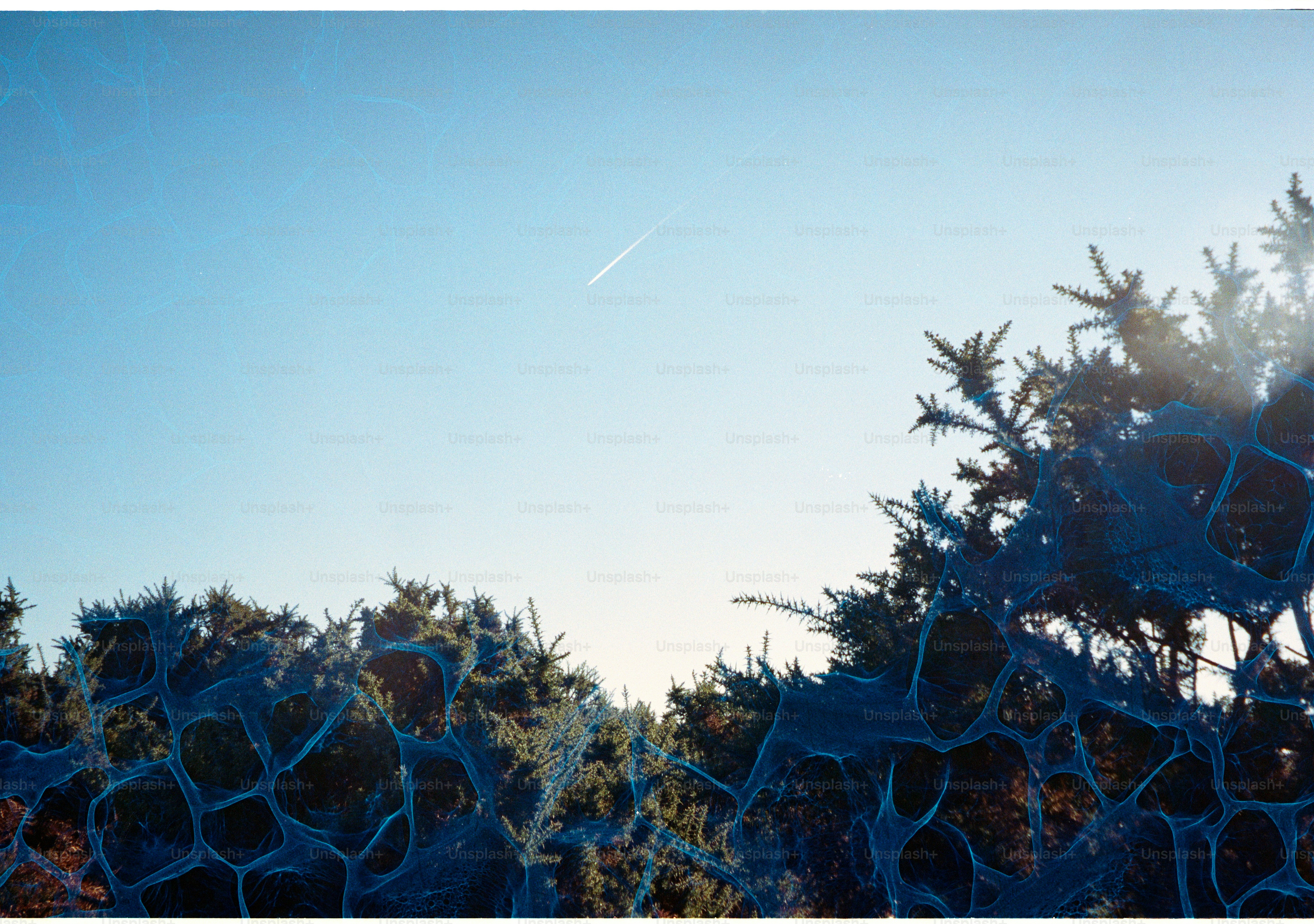 Clear blue sky over dark green foliage
