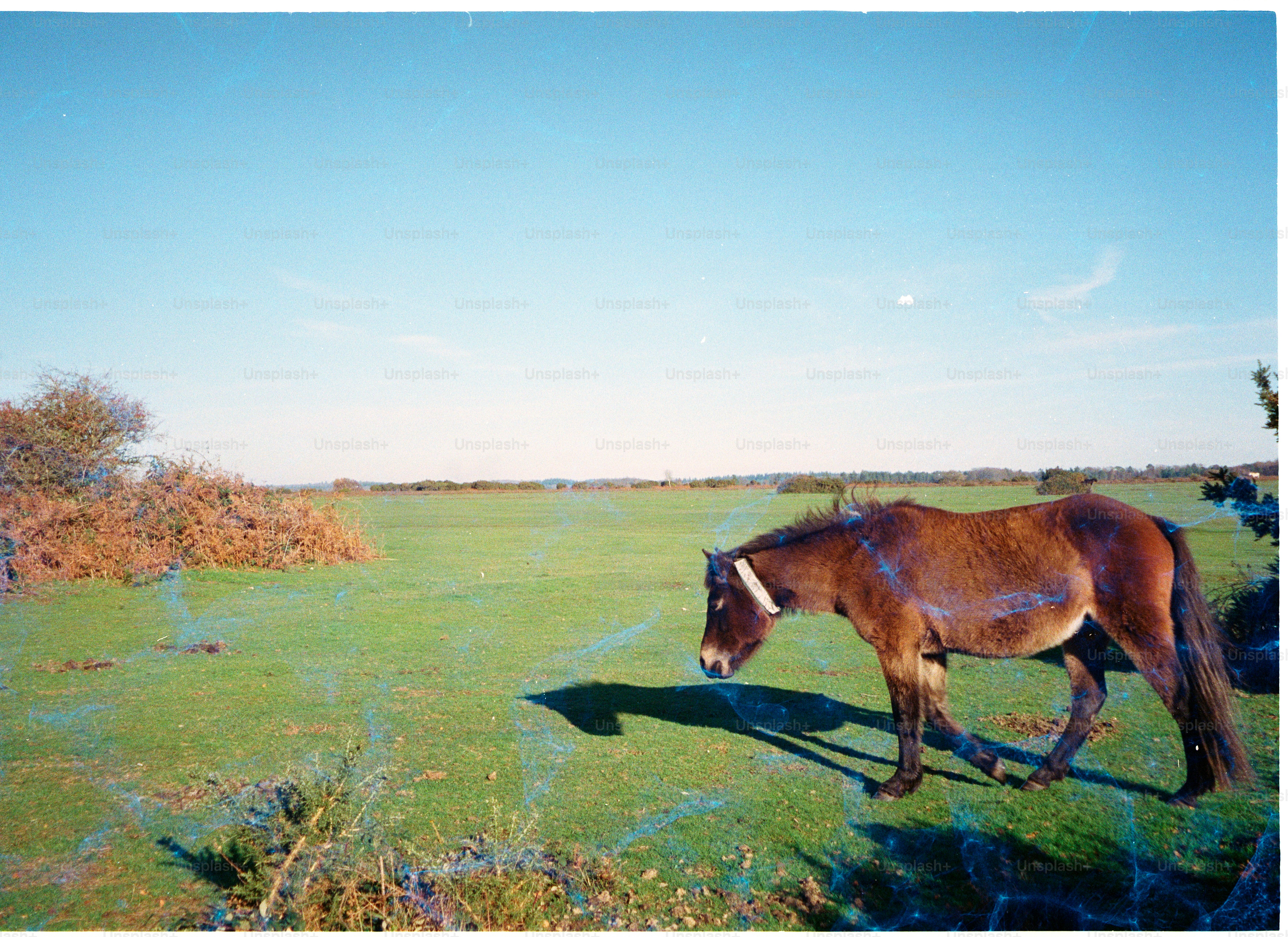 A brown horse grazes in a vast green field.