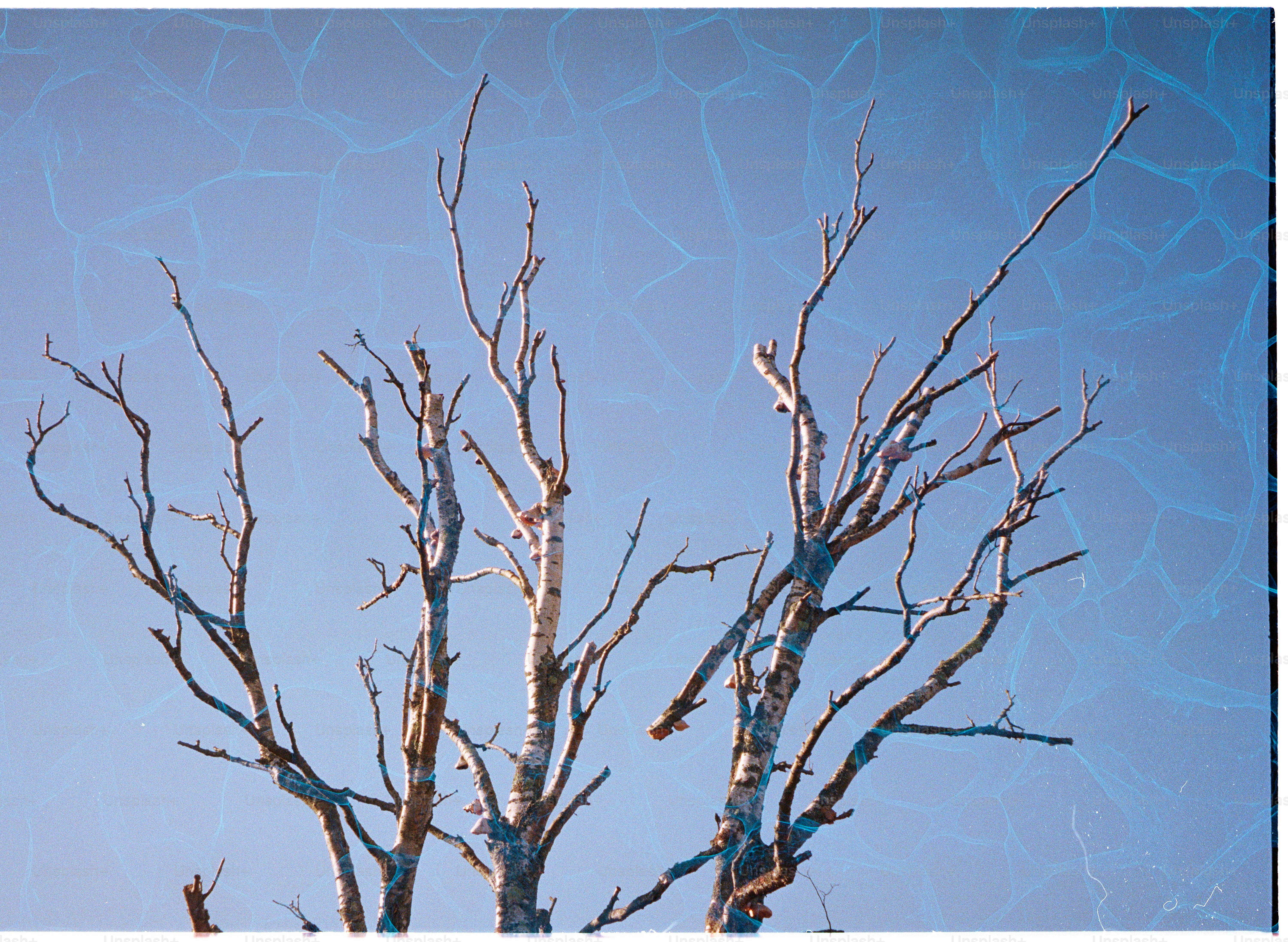Bare tree branches against a bright blue sky.