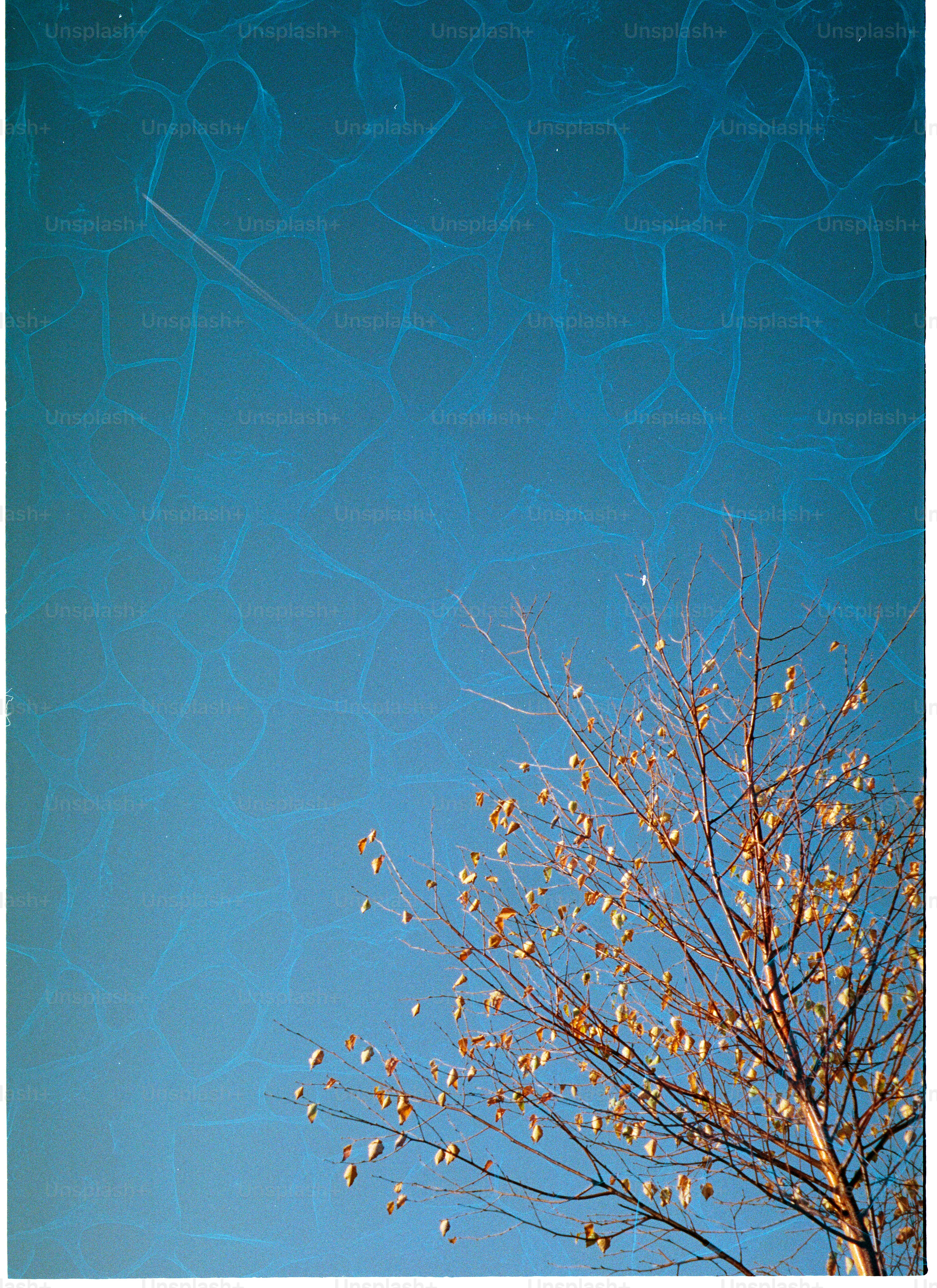 Bare tree branches against a bright blue sky.