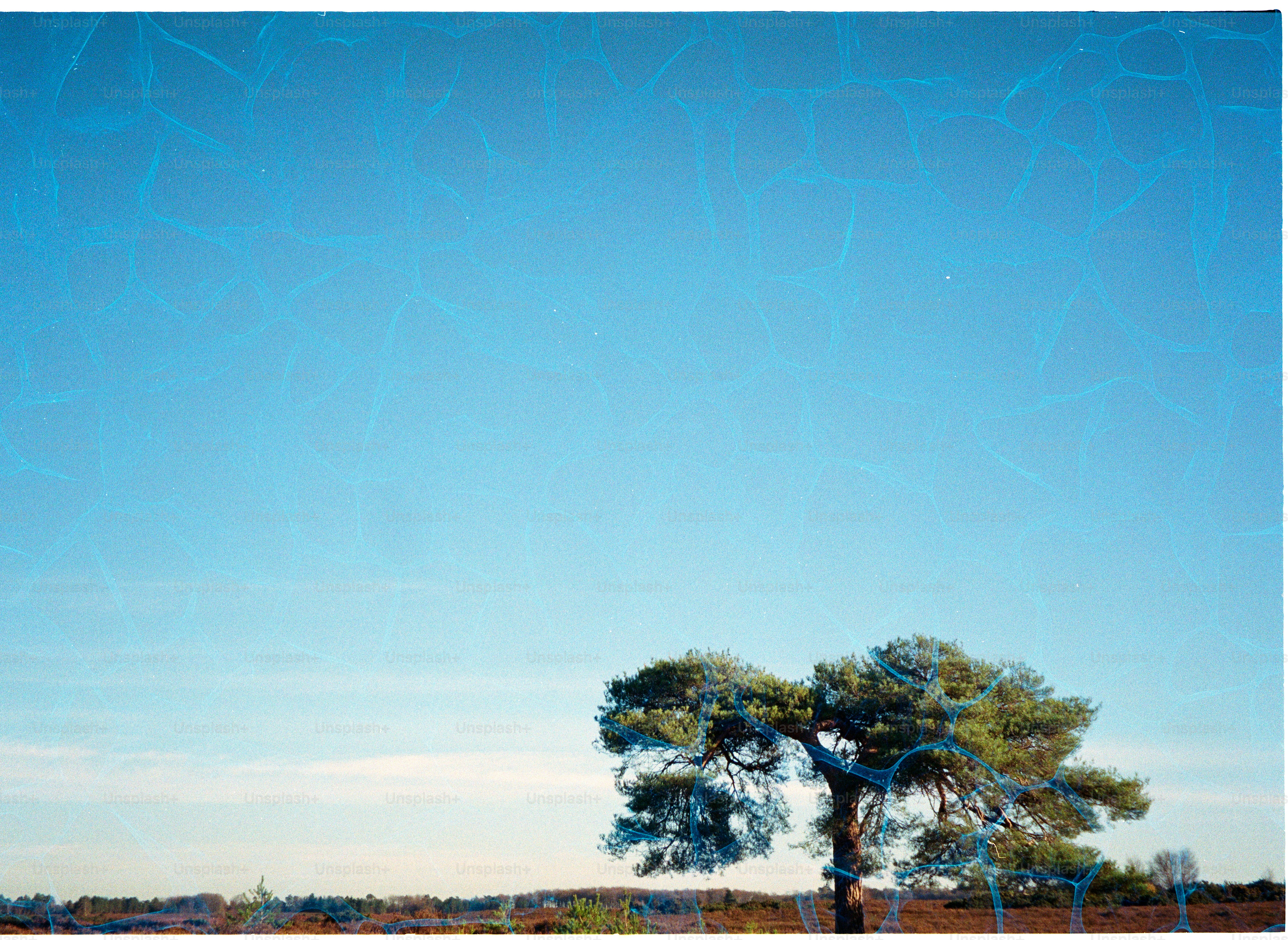 A lone tree against a vast blue sky. photo – Outdoor Image on Unsplash