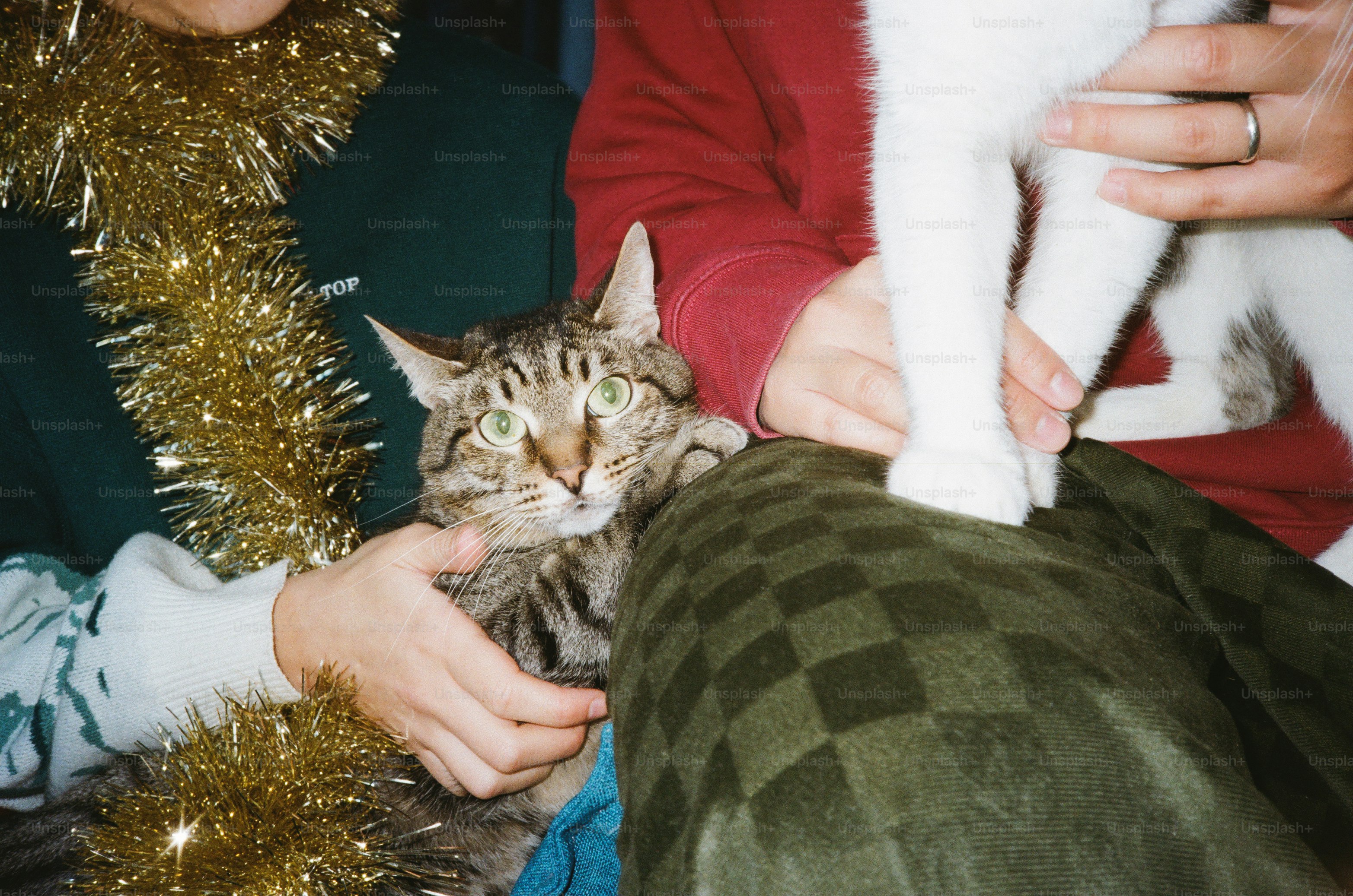 A gray and white cat sits on a blue couch. photo – Christmas Image on ...