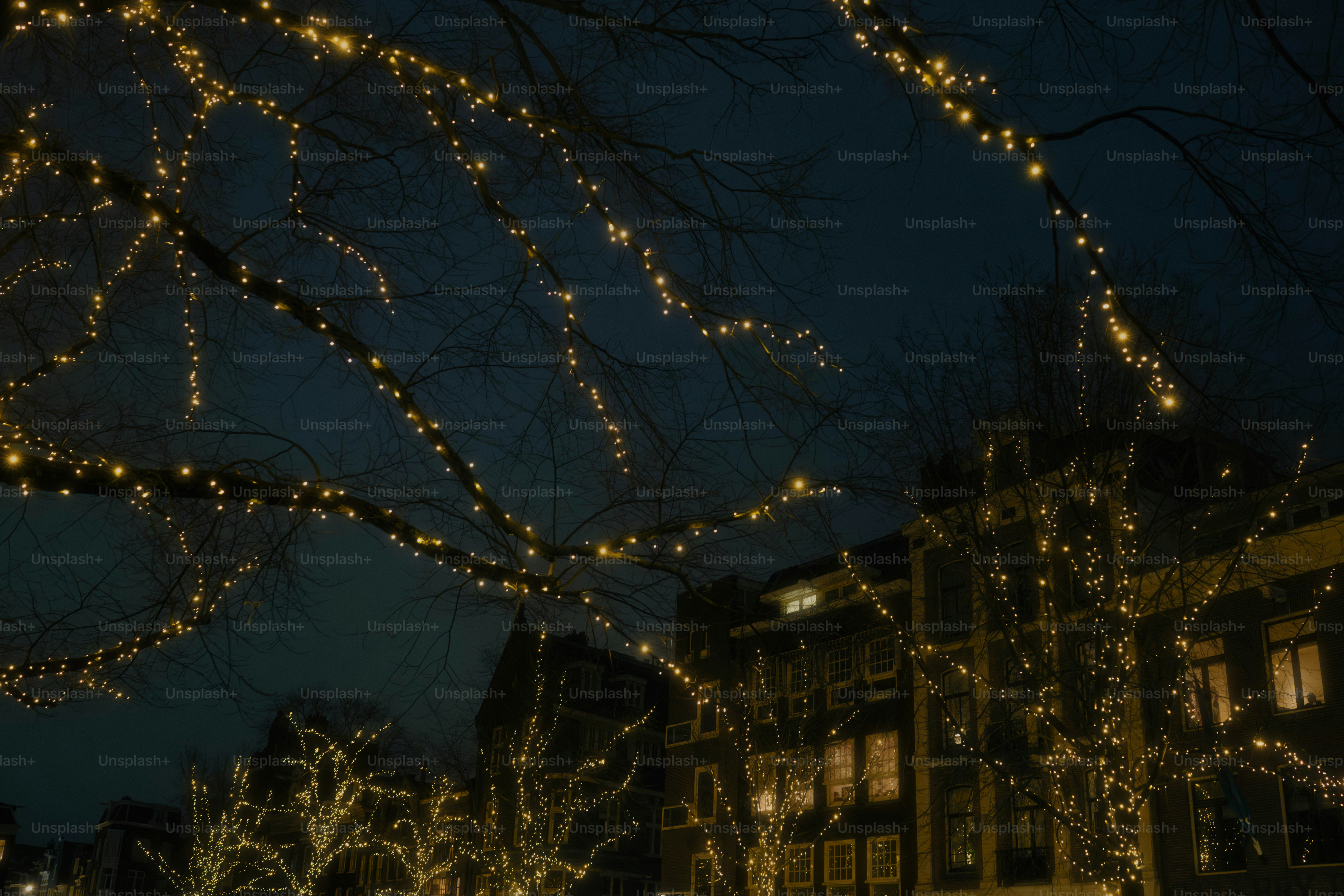 Trees decorated with warm string lights at night.