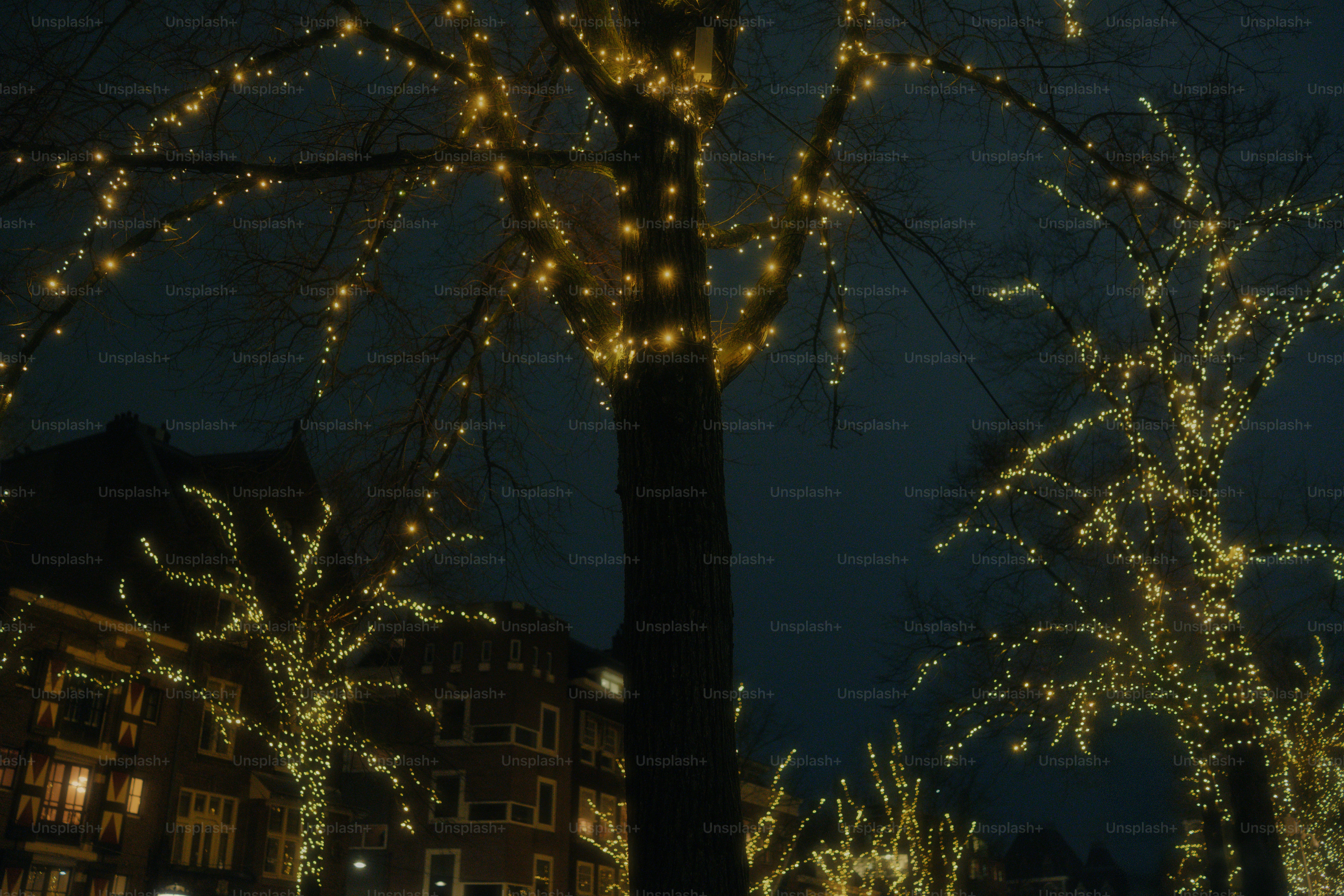 Christmas tree glowing in a window at night photo – Christmas Image on ...