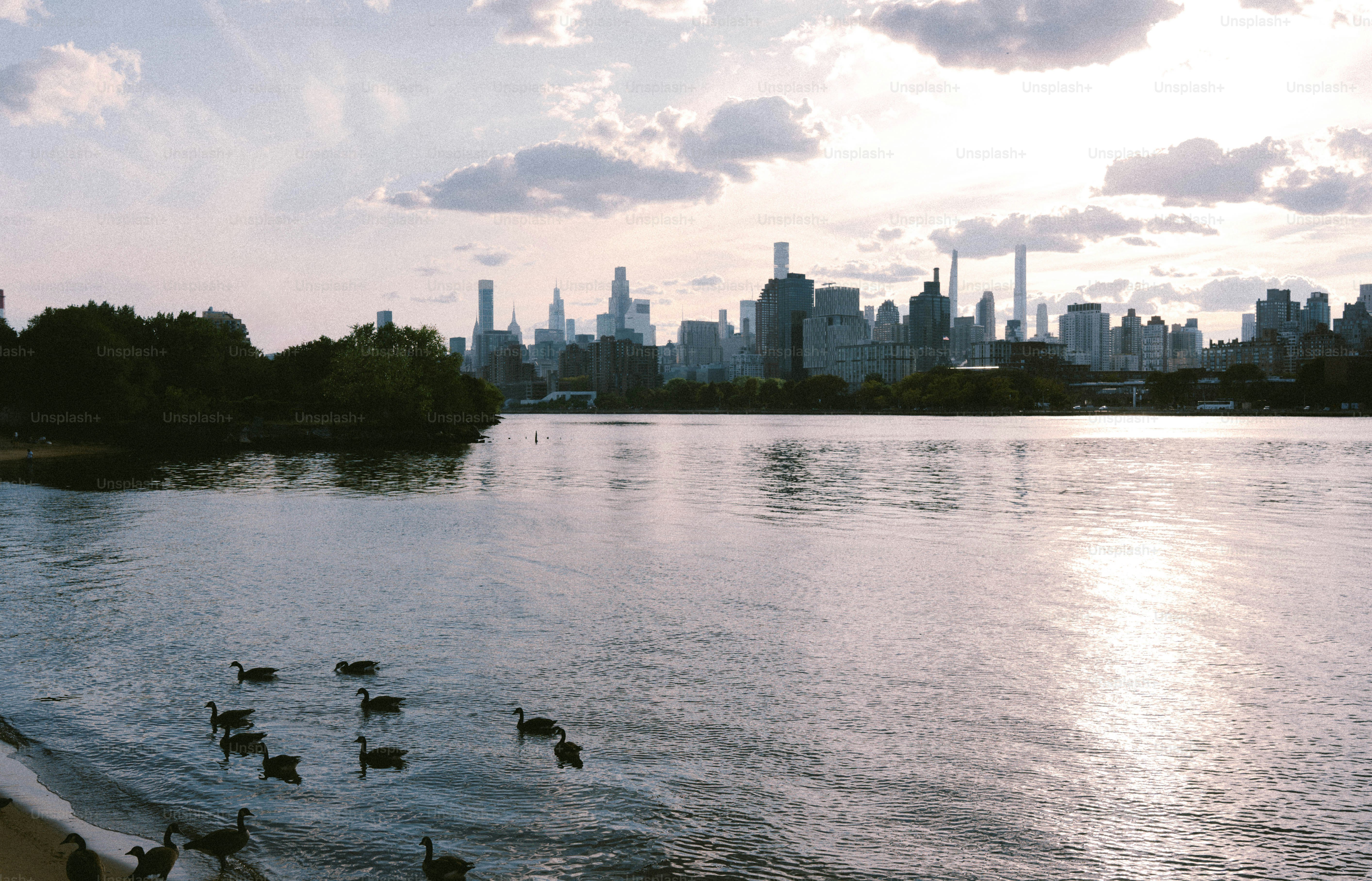 Geese swim in a lake with city skyline background