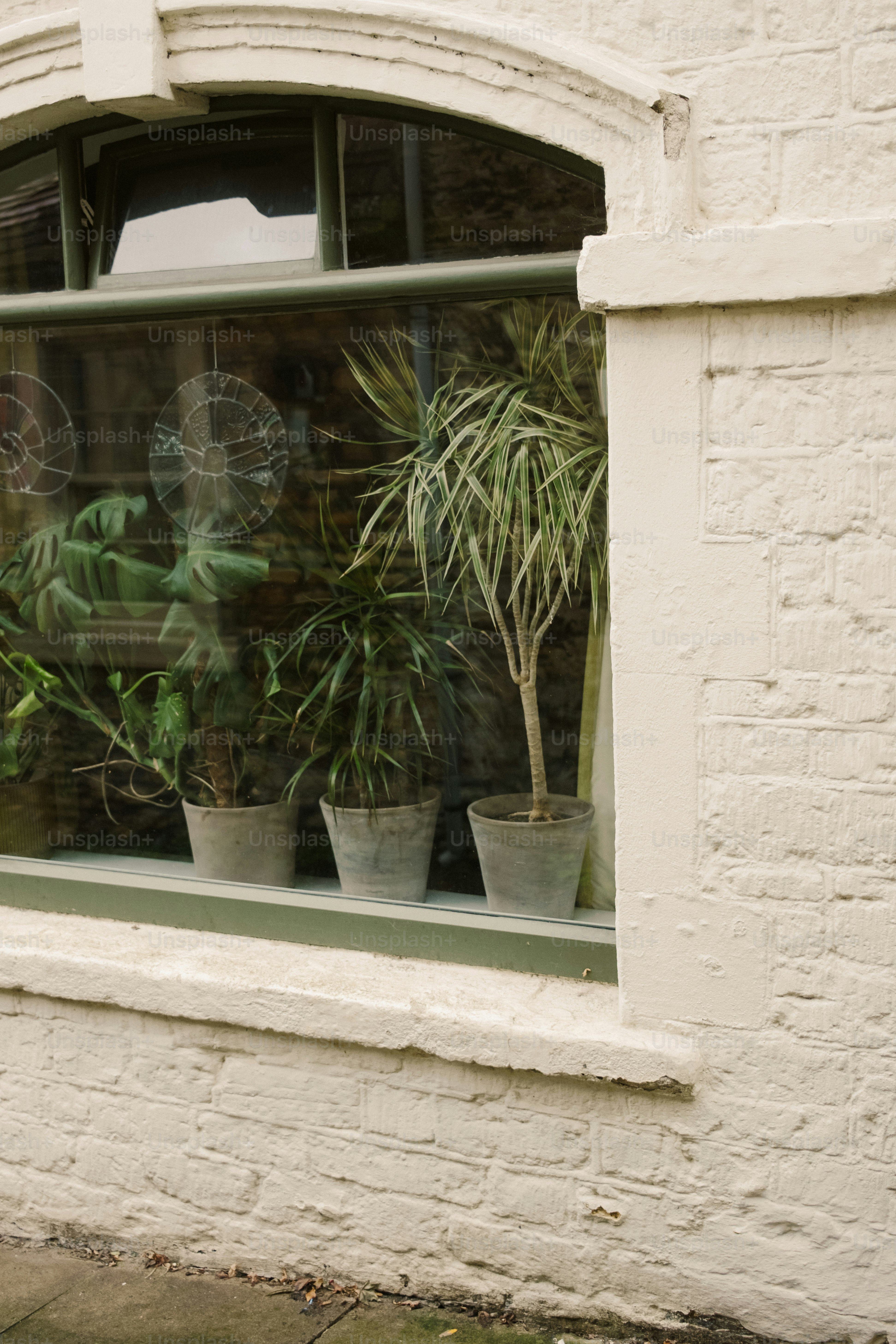 Potted plants visible through a window