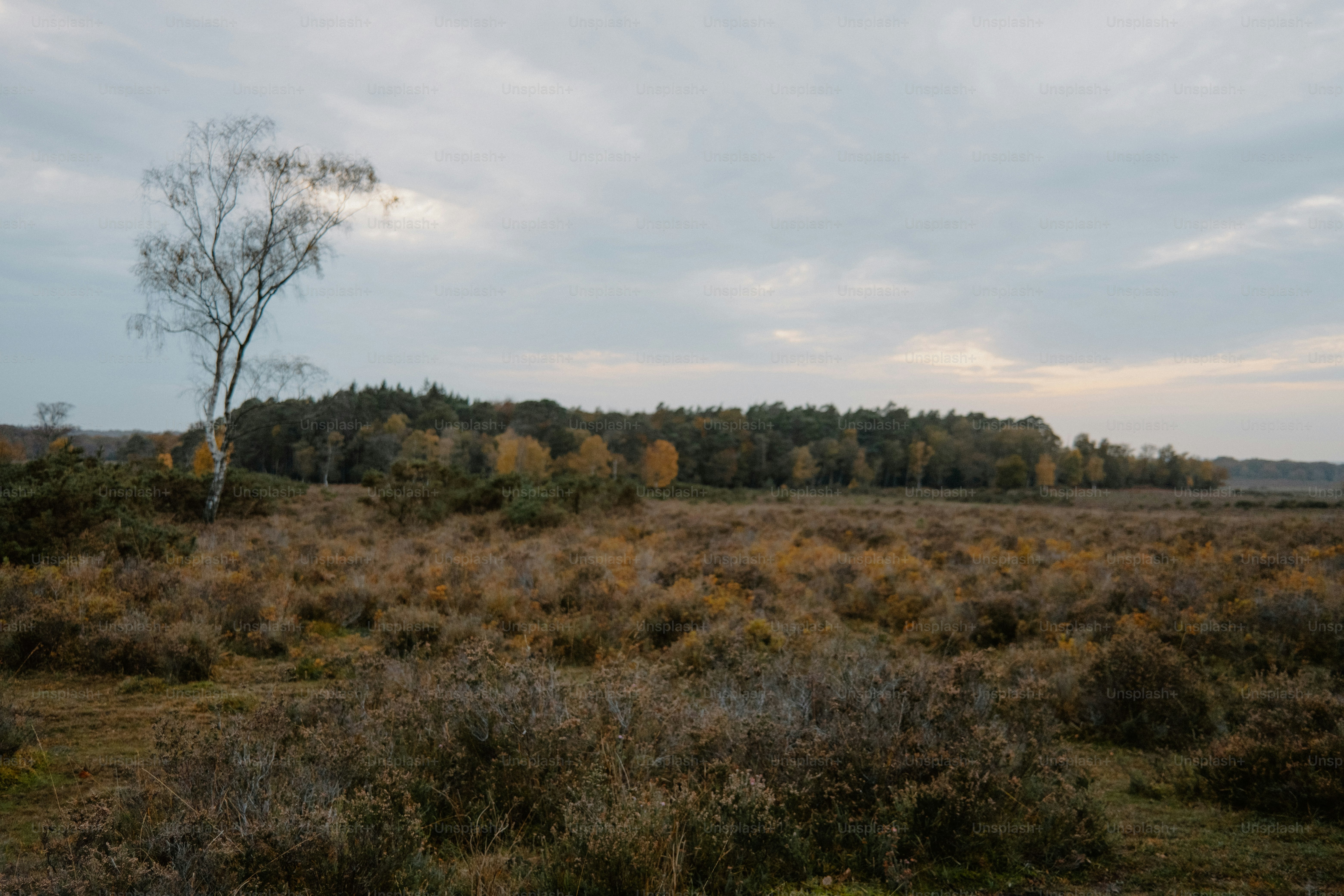 Eine einzelne Birke steht in einer Moorlandschaft.