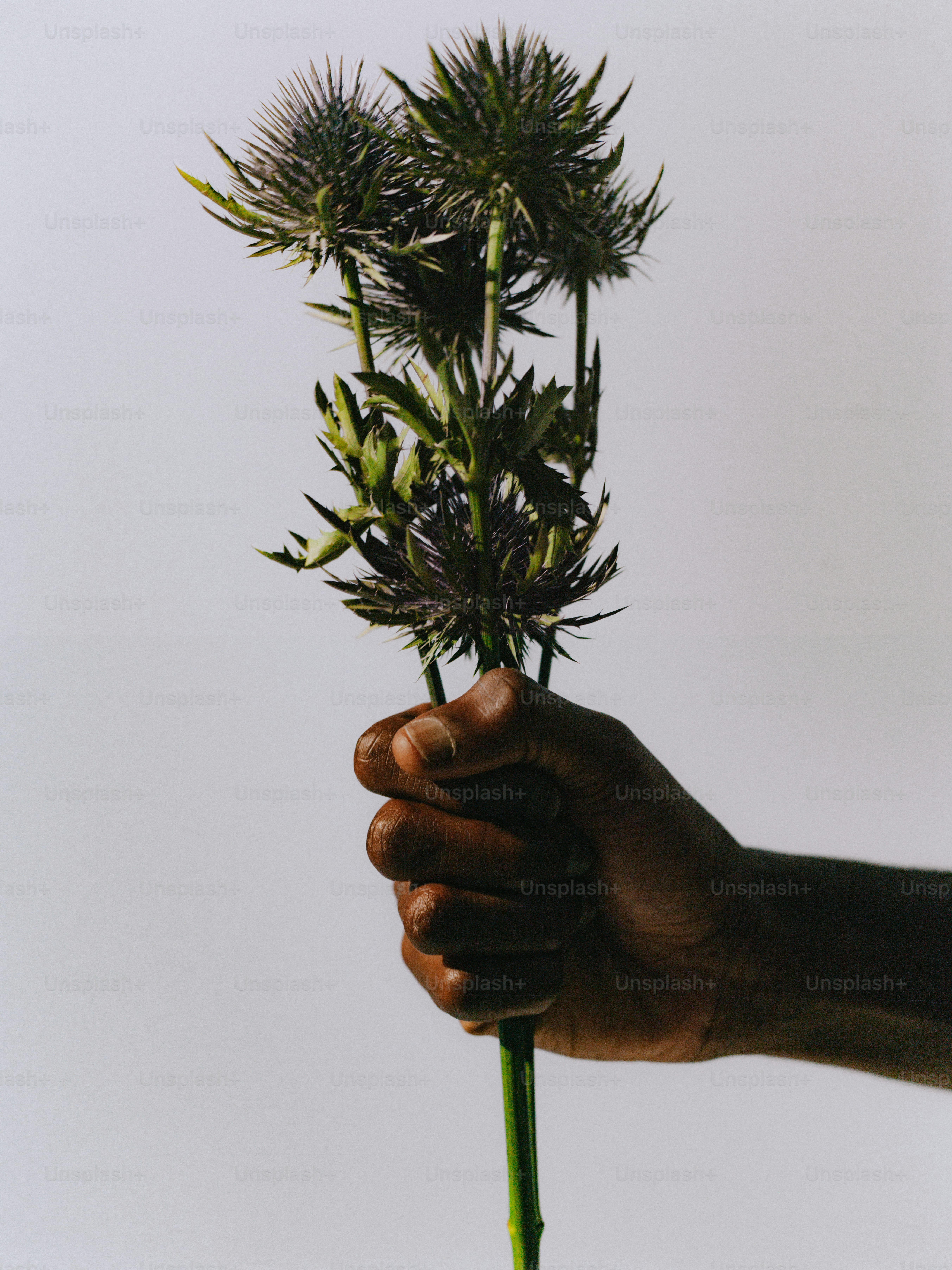 Mano che tiene fiori di cardo spinoso su uno sfondo chiaro