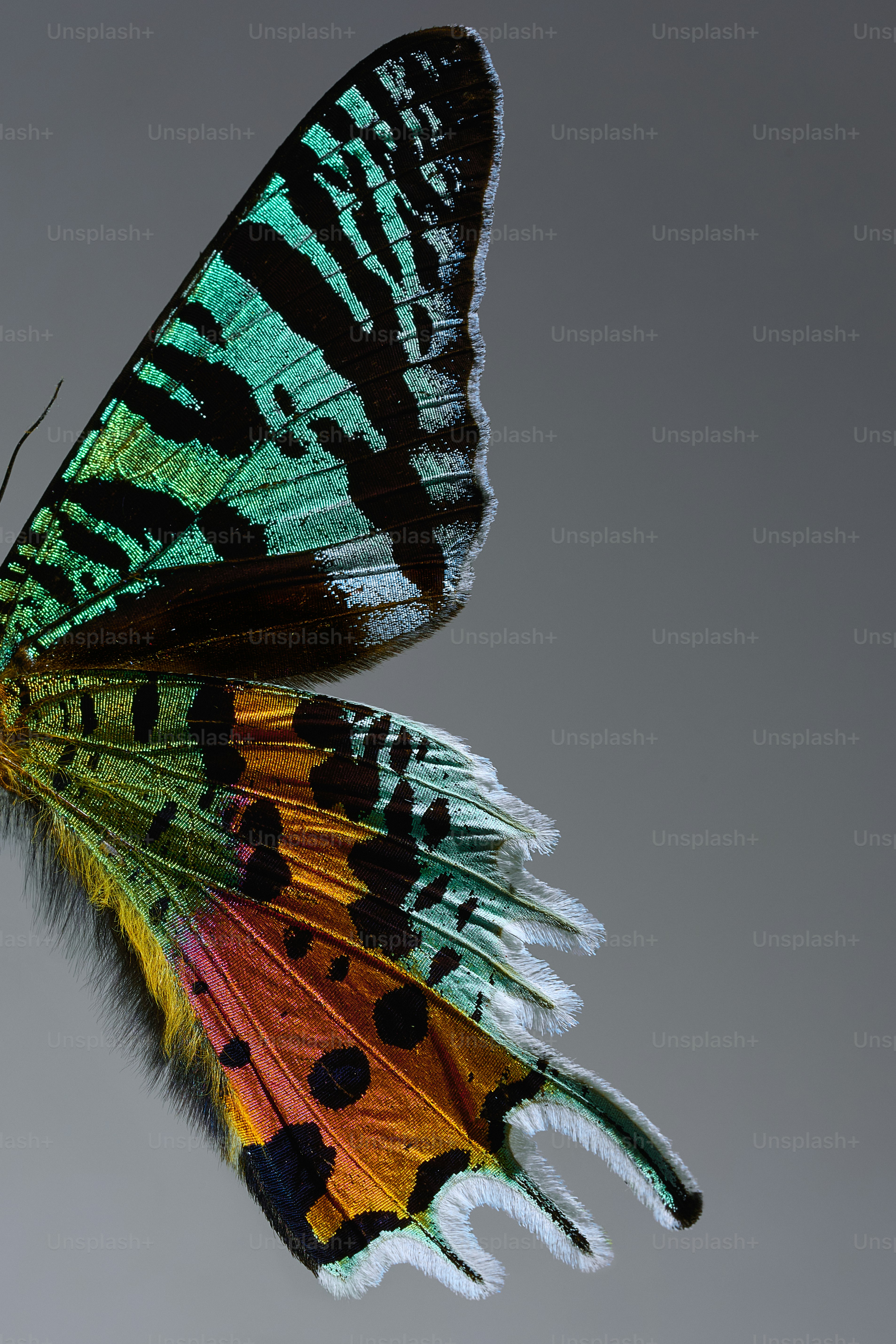 カラフルな蝶の羽のクローズアップ