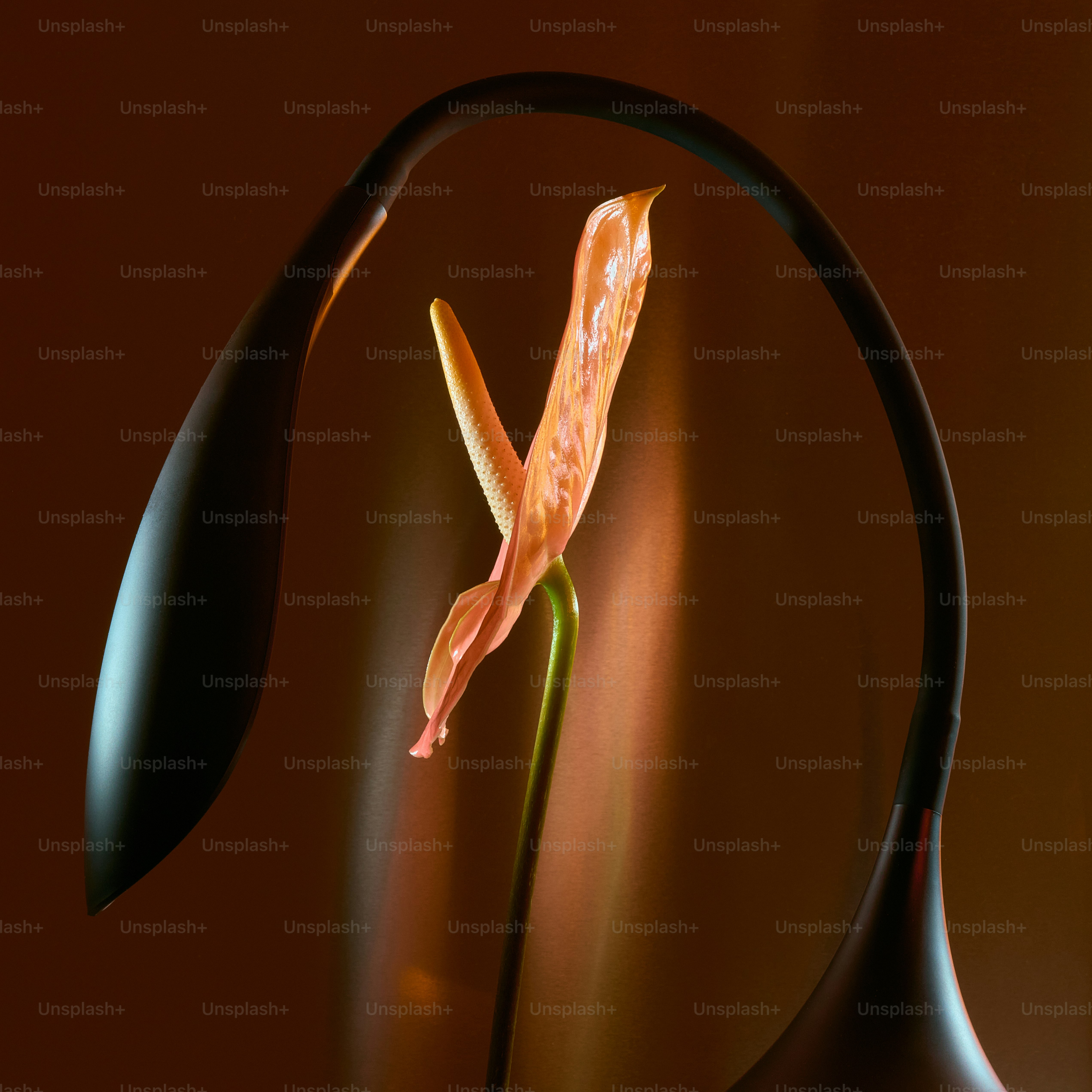 Anthurium flower framed by a black lamp