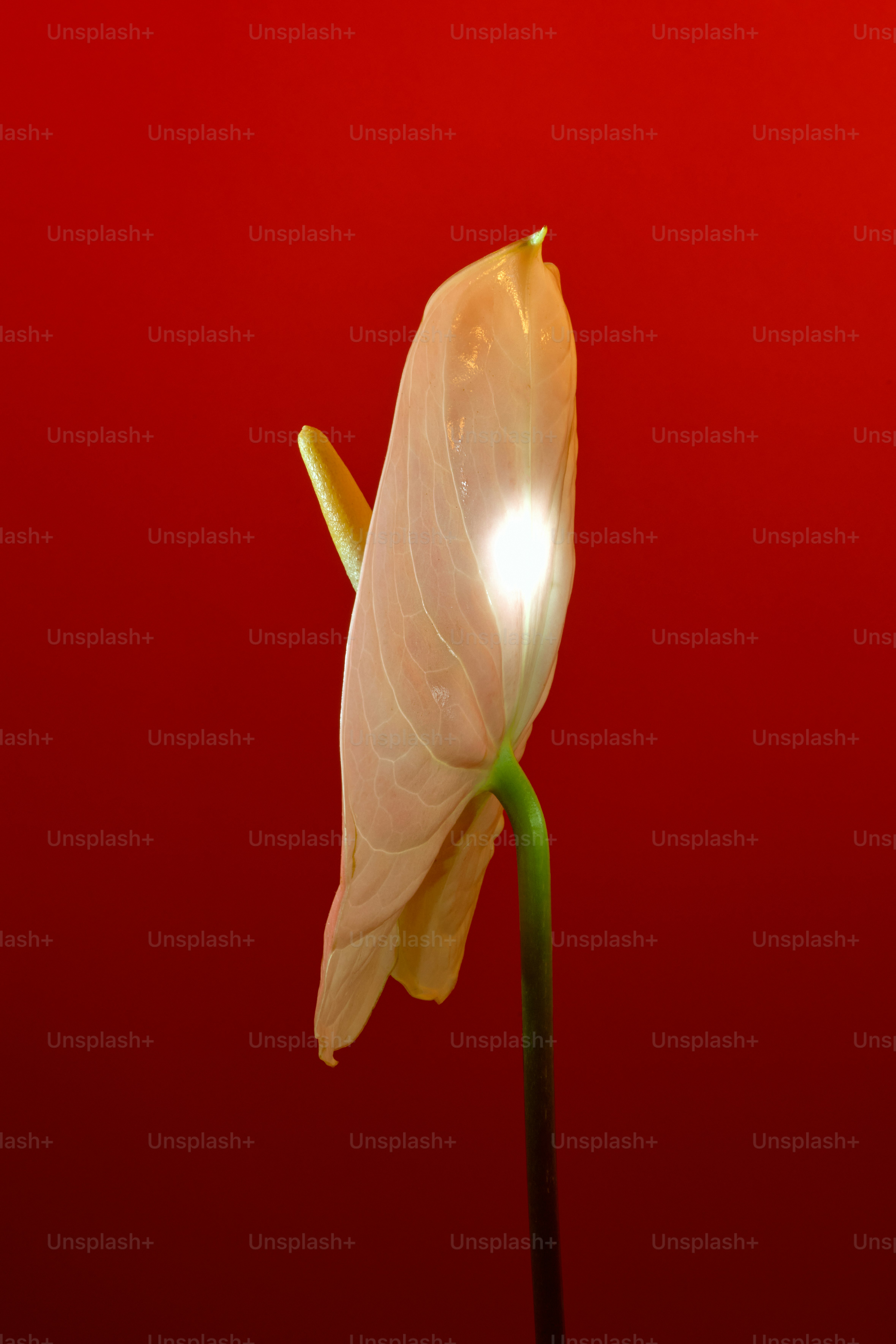 Una flor de anturio rosa pálido brilla contra el rojo.