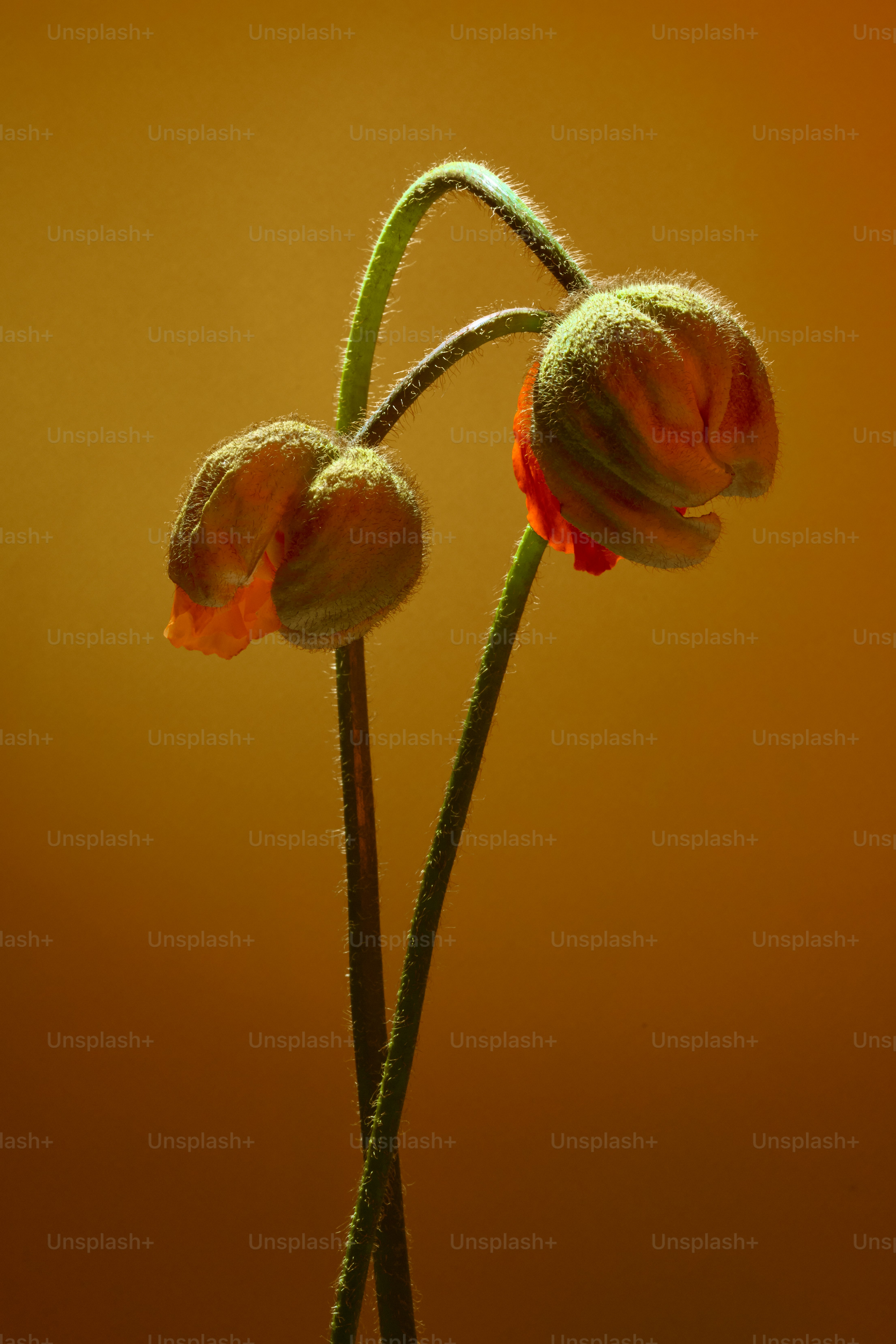 Two delicate poppy buds on a warm background