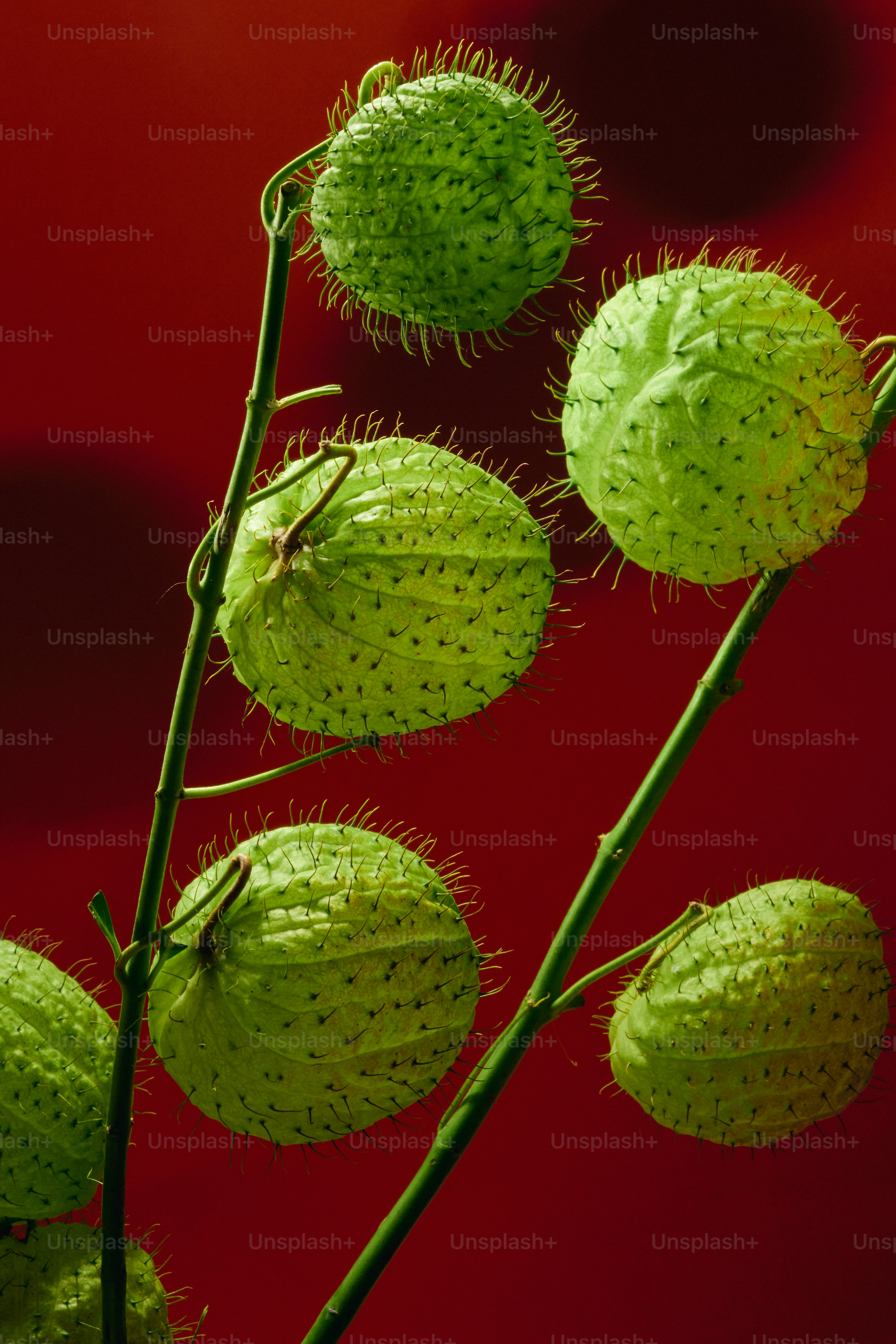 Green balloon-like seed pods on a red background