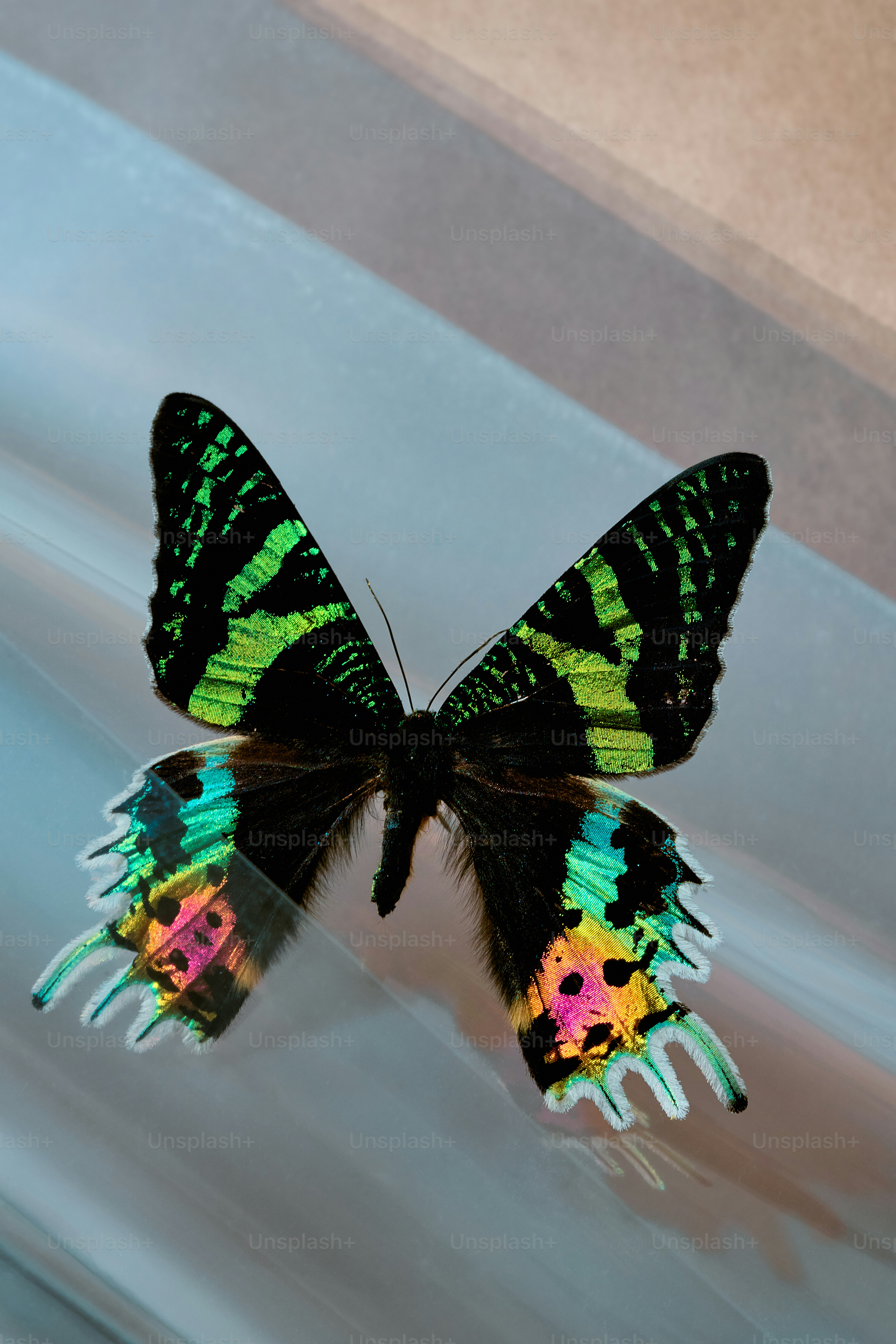 A vibrant butterfly with black, green, and iridescent wings