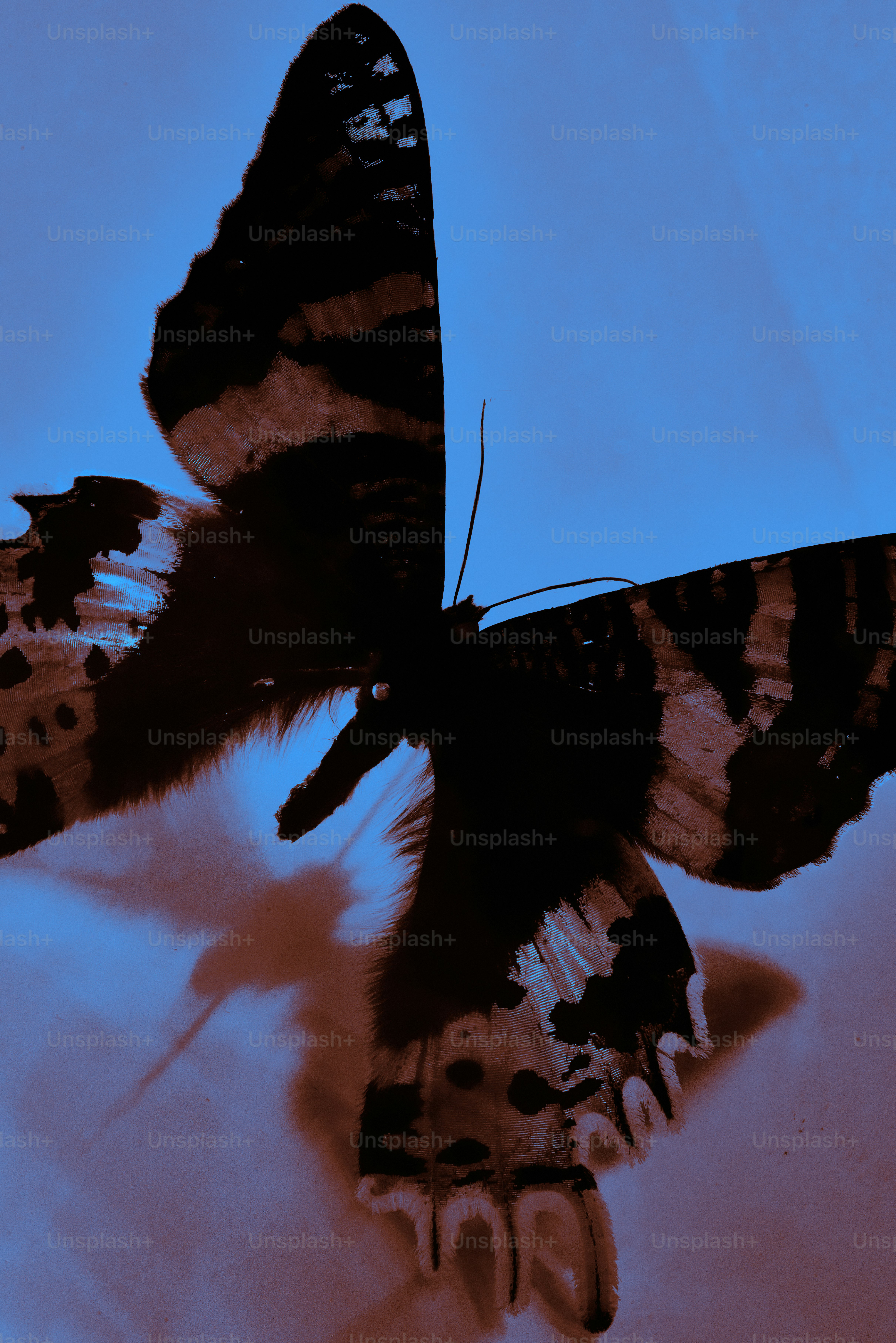 A dark butterfly with patterned wings on blue background