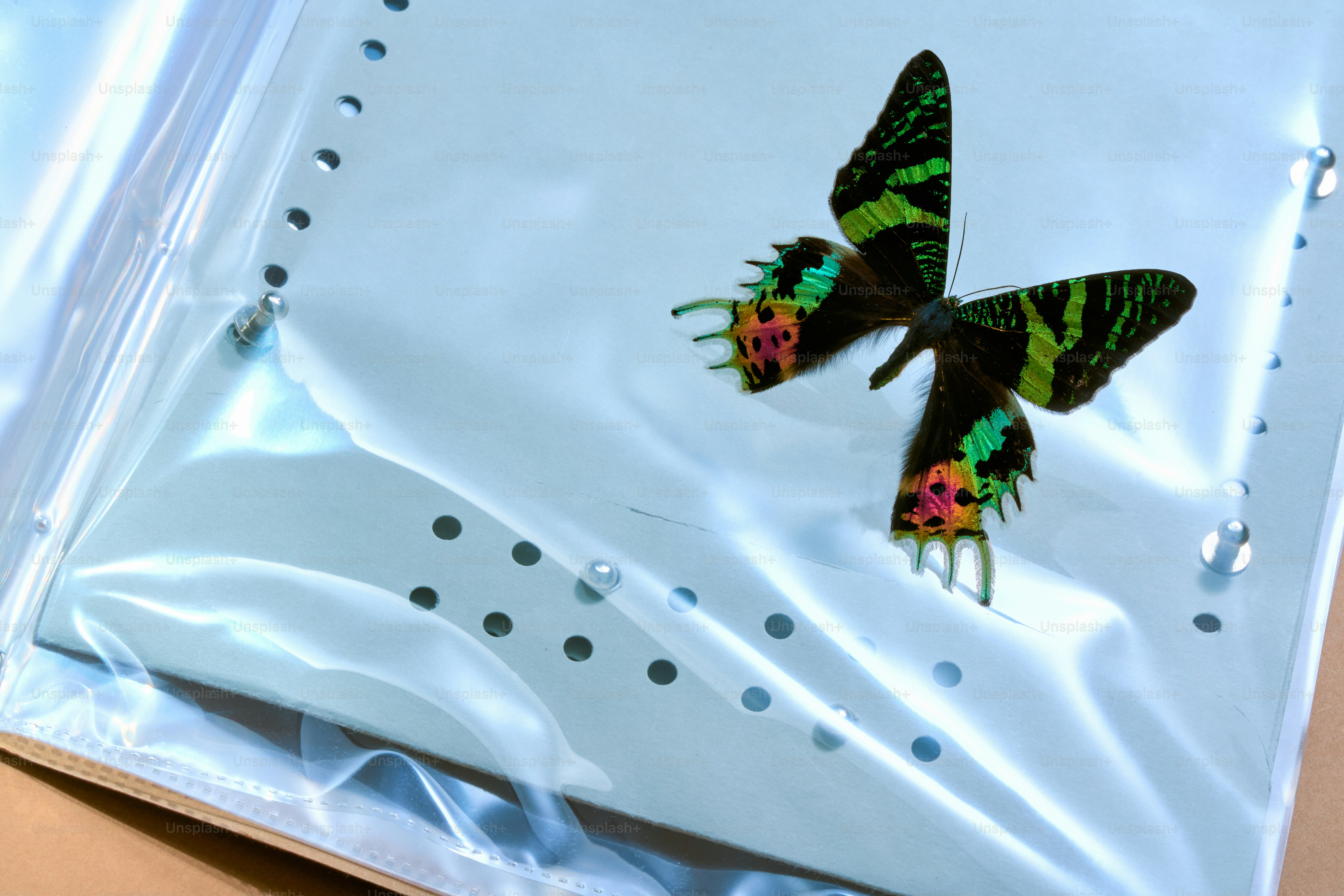 A colorful butterfly with green and black wings.