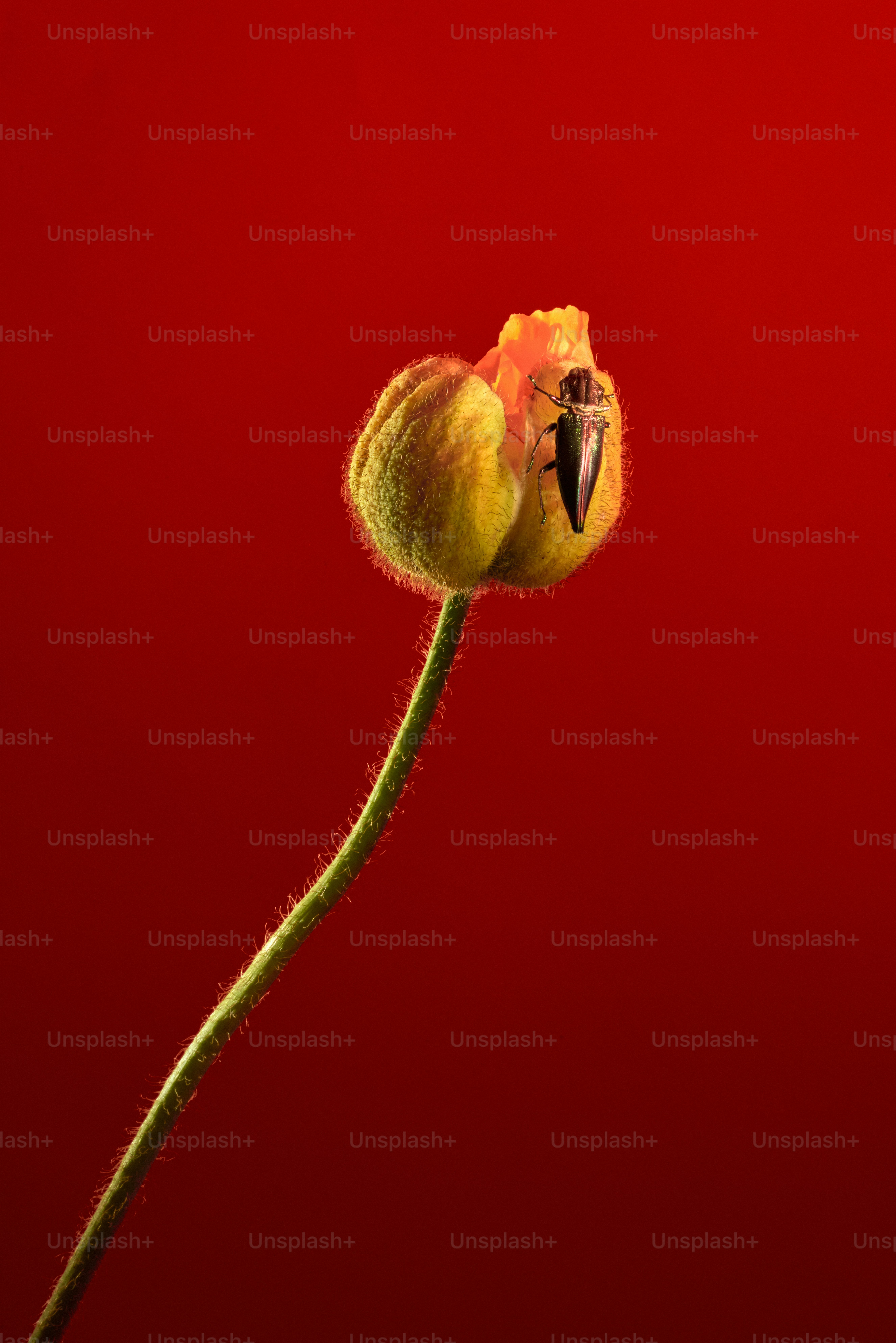 A beetle rests on a closed poppy bud.