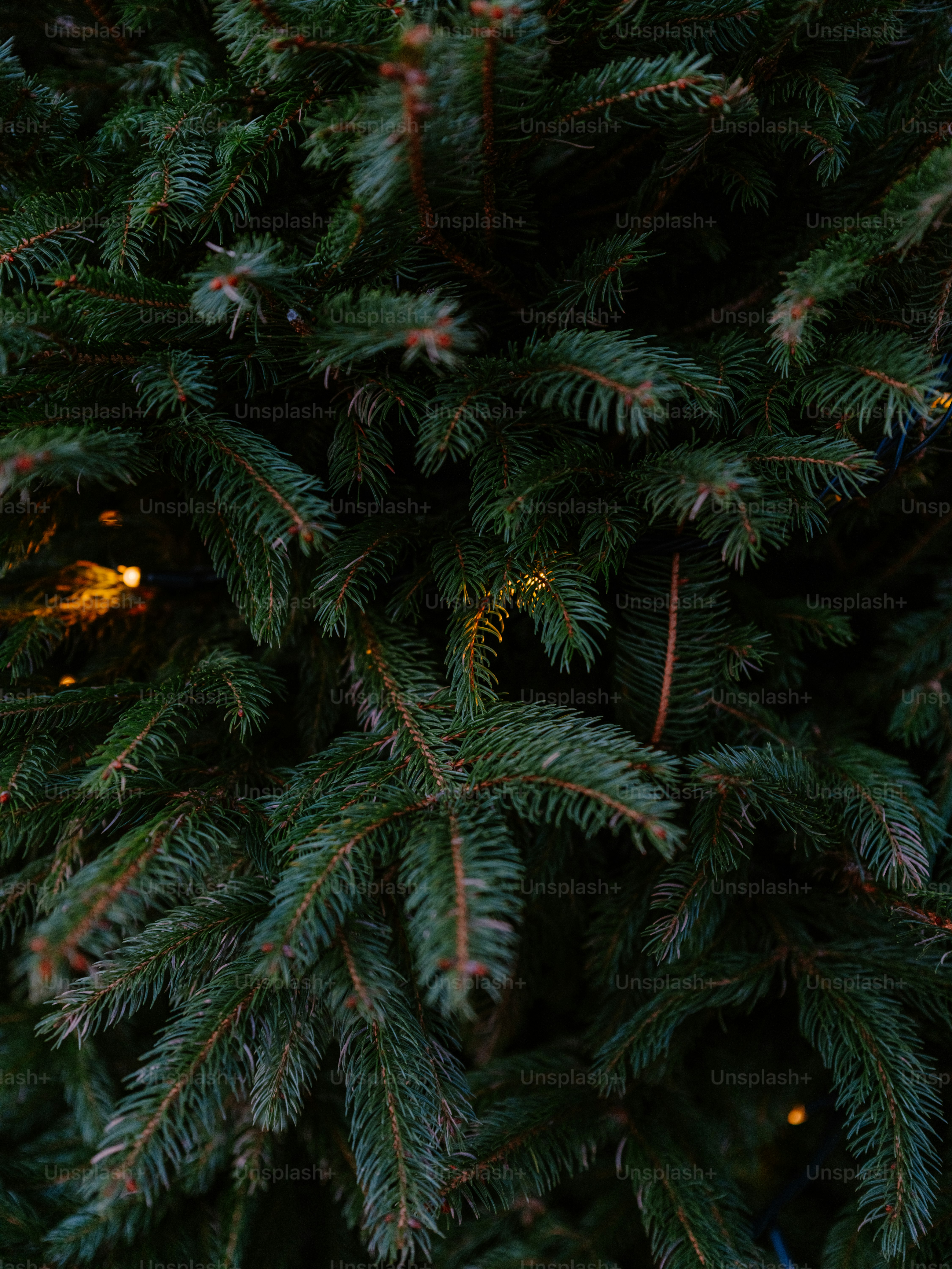 Close-up of dark green fir tree branches with lights.