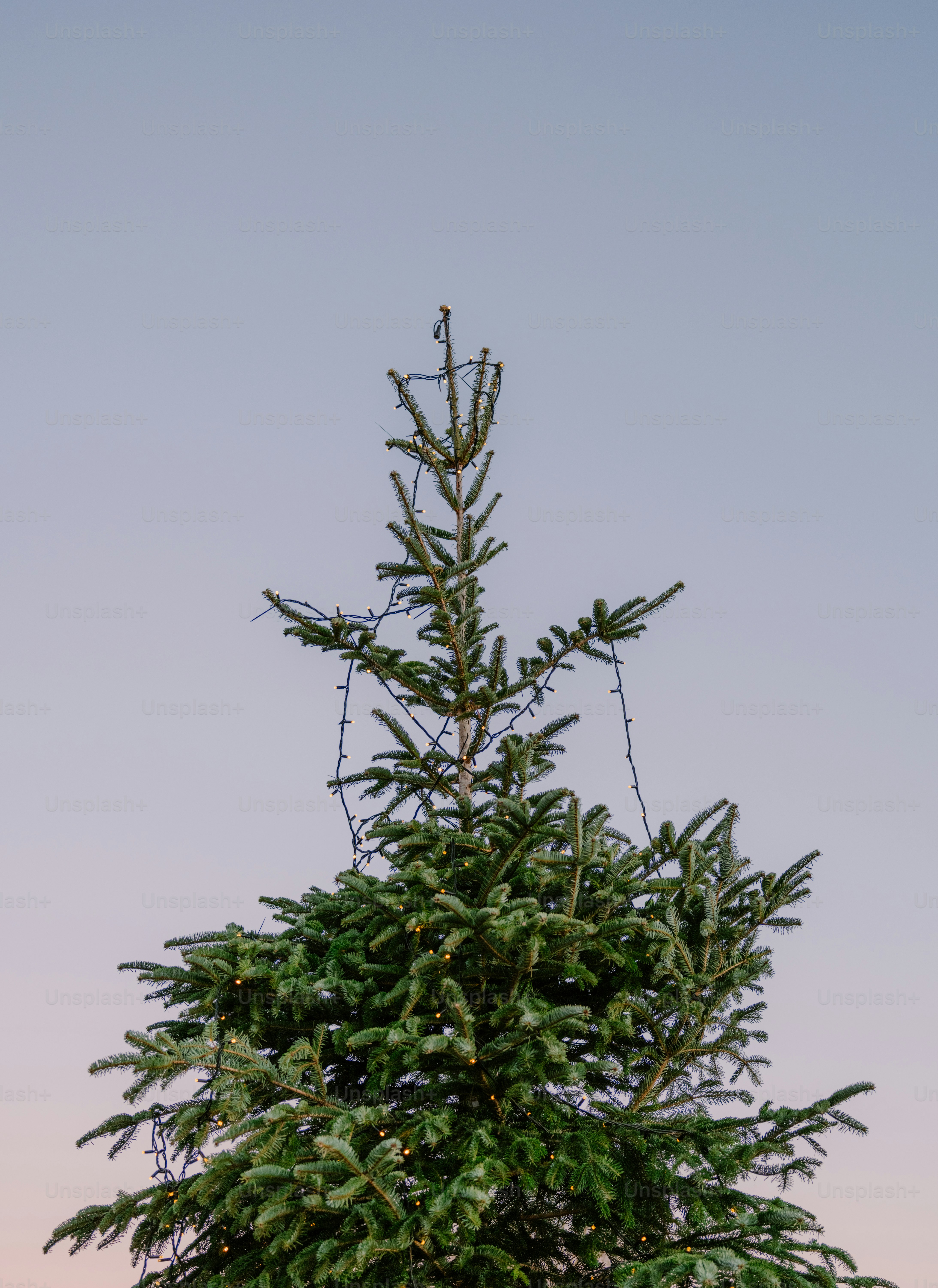 Uma árvore perene decorada contra um céu pálido.