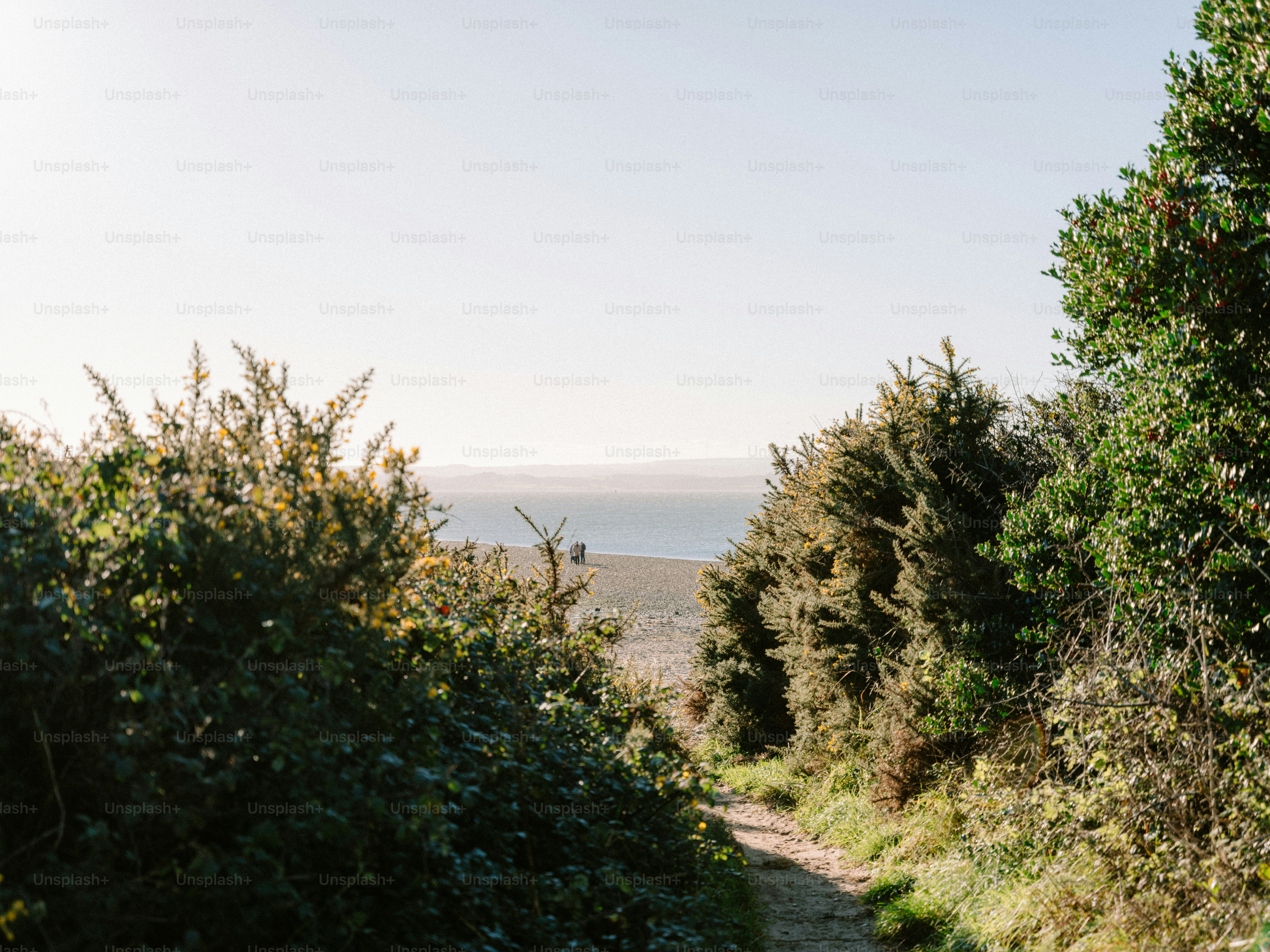 Path through trees leading to ocean view photo – Beach Image on Unsplash