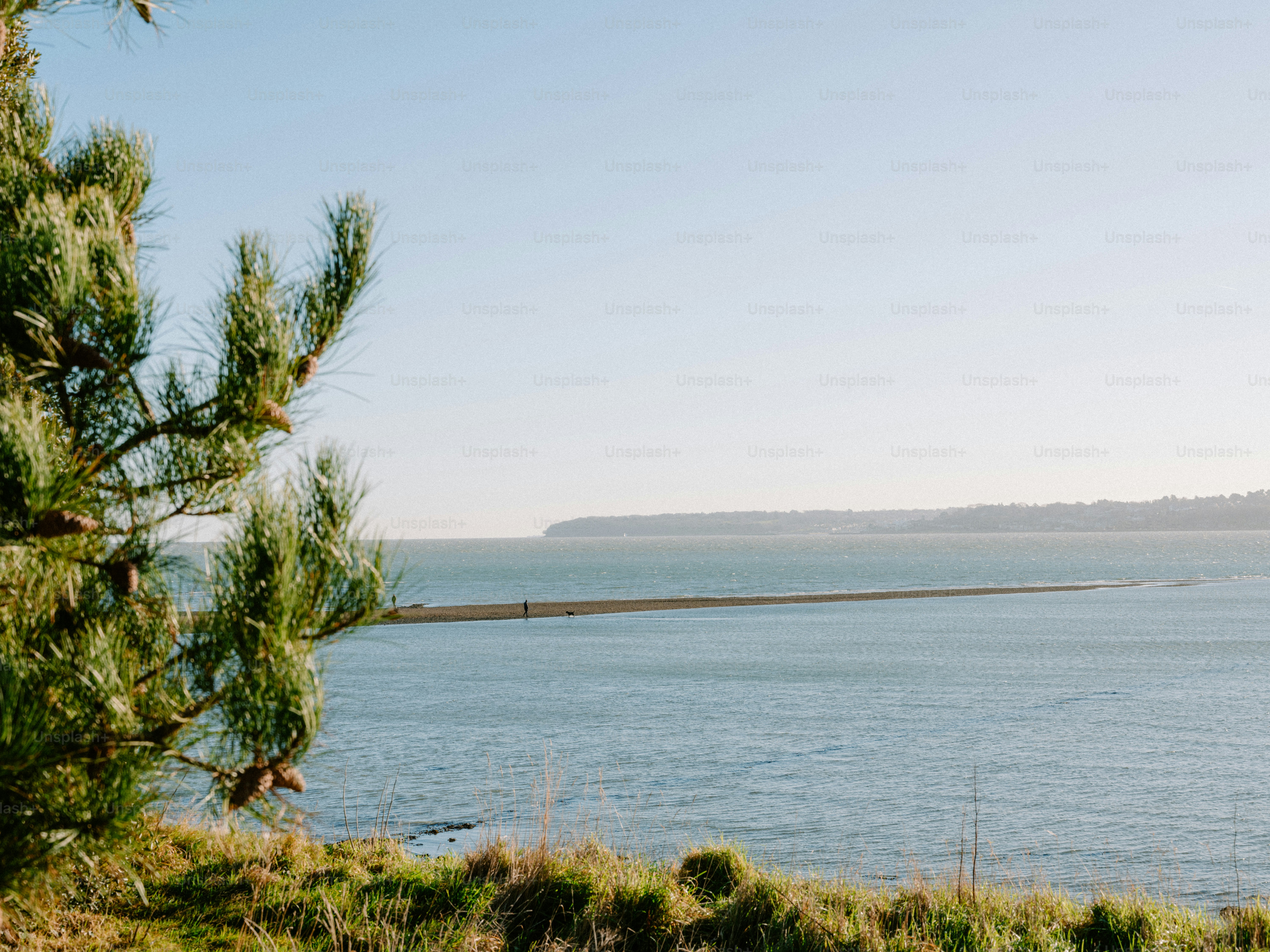 Calm blue ocean with grassy shore and pine tree