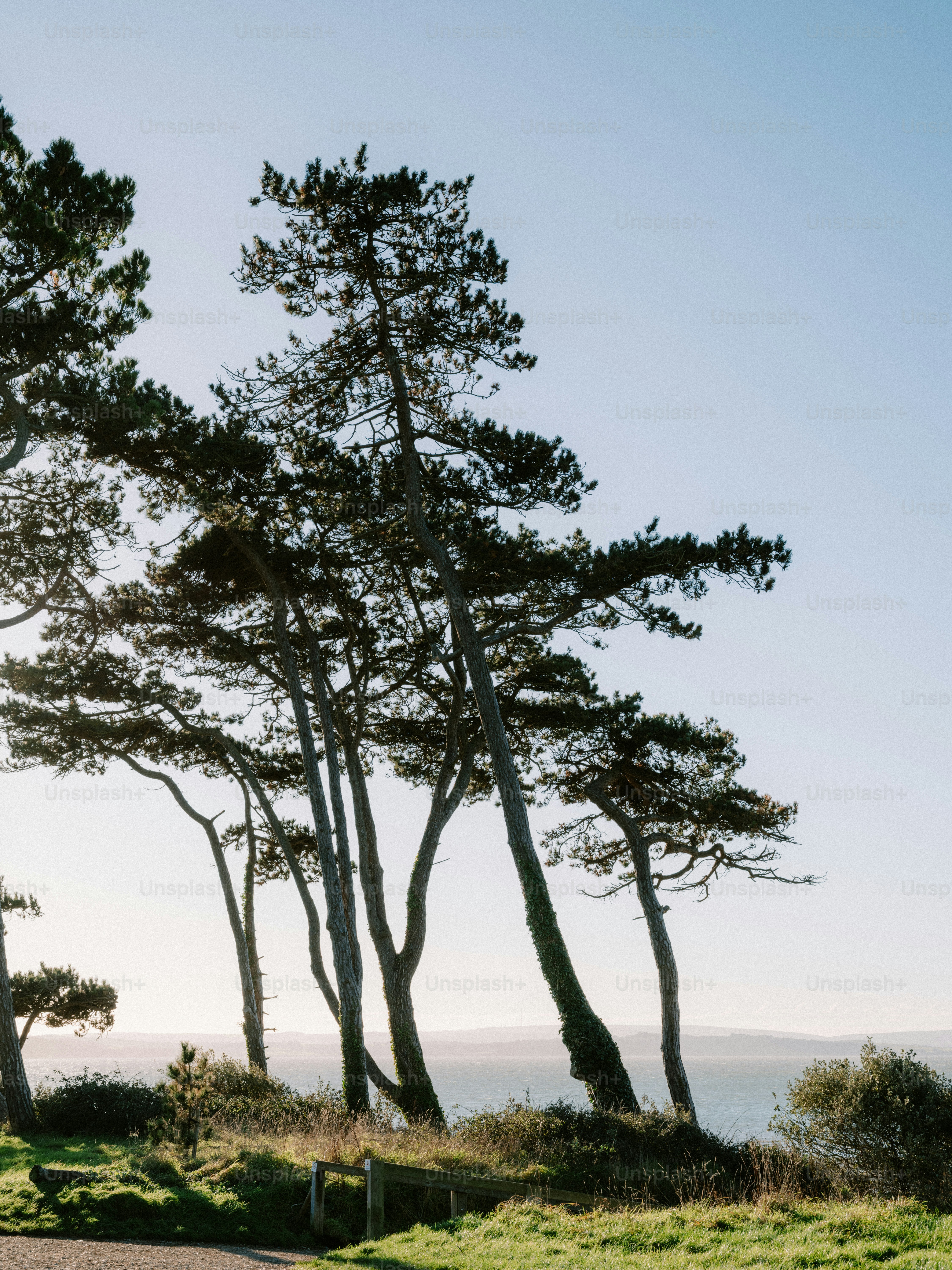 Path through trees leading to ocean view photo – Beach Image on Unsplash