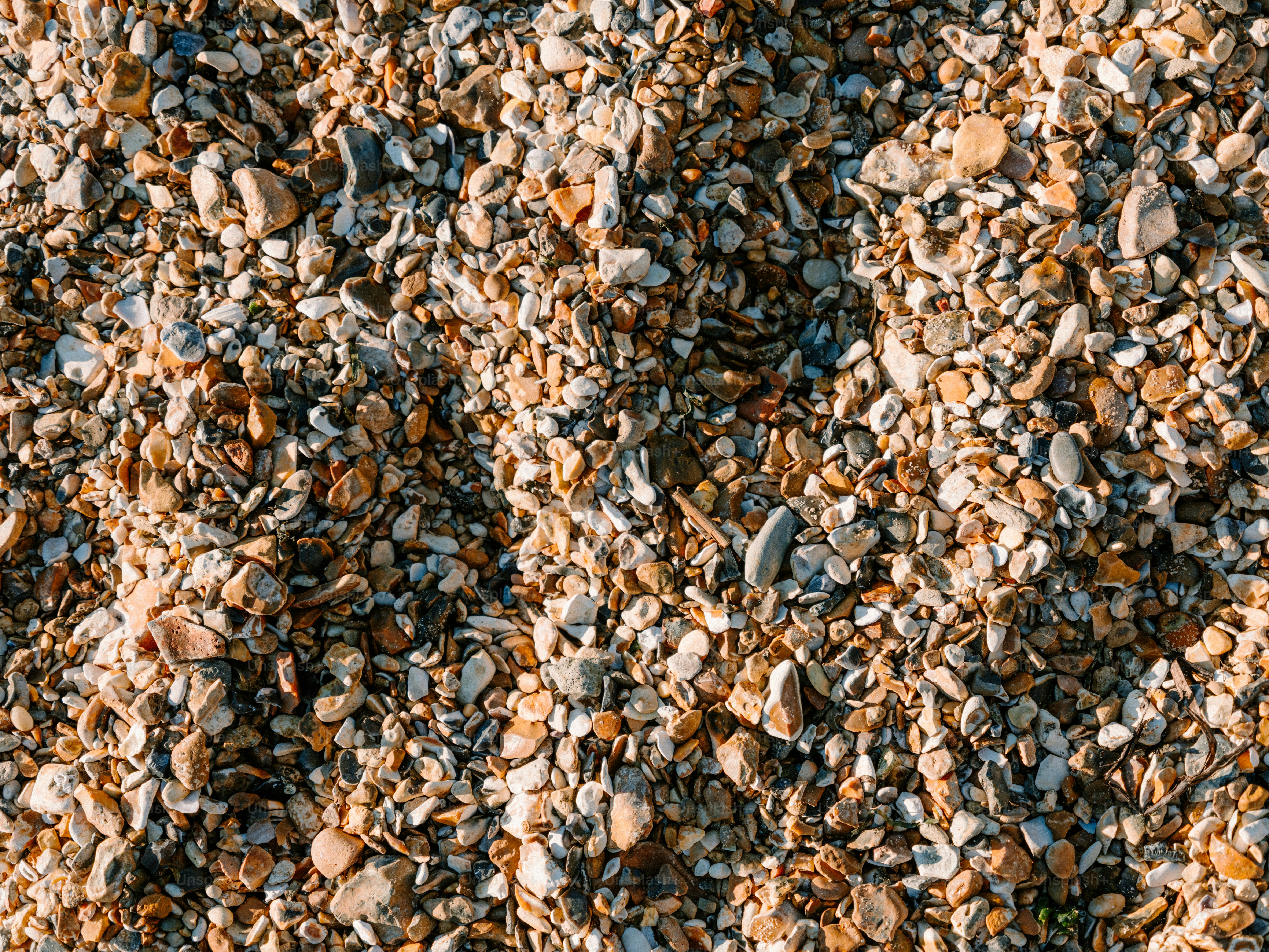 Close-up of a sandy beach with many shells