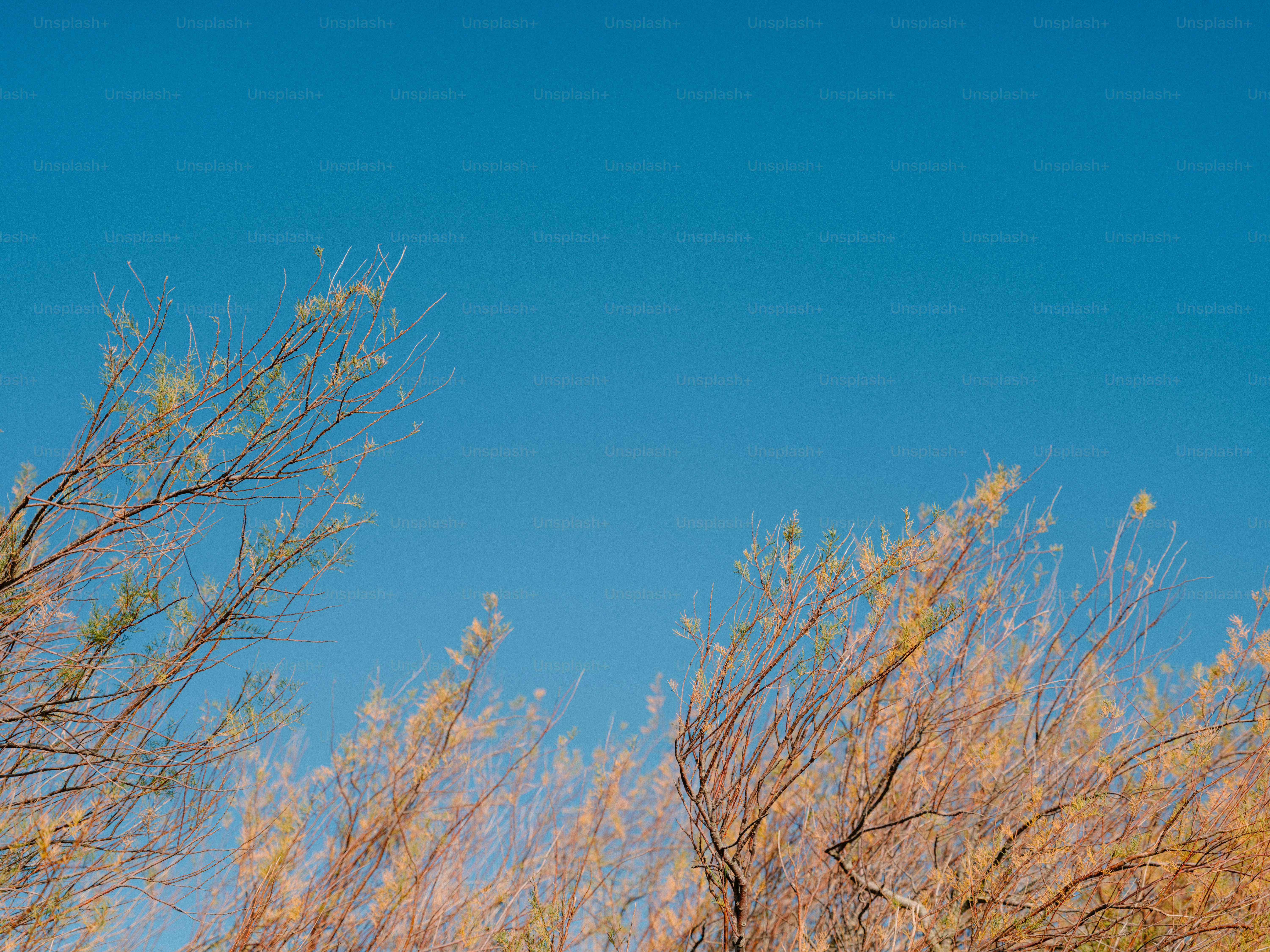 Bare branches of a tree against a clear blue sky photo – Autumn Image ...
