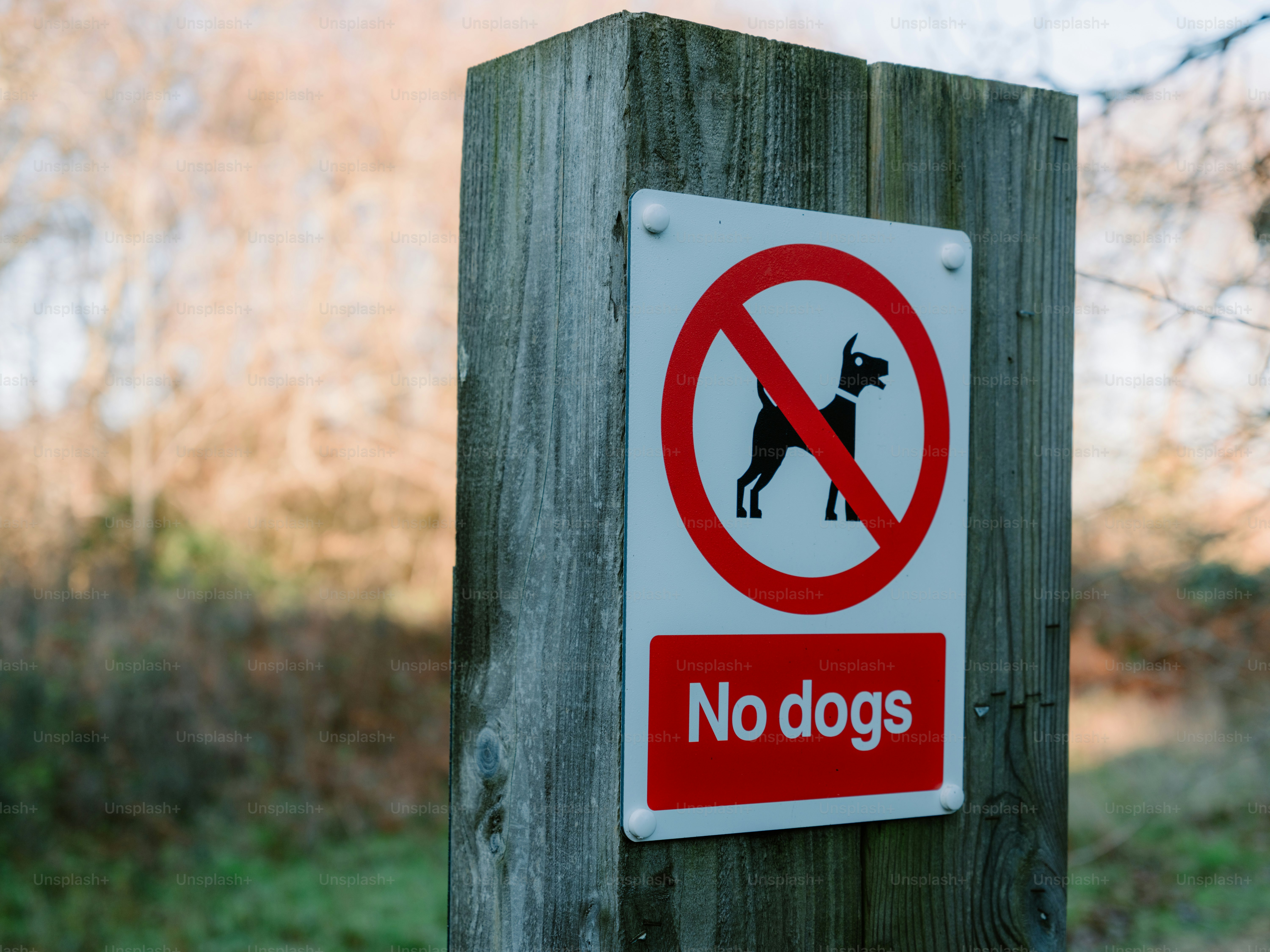 Nessun cartello di cani su un palo di legno
