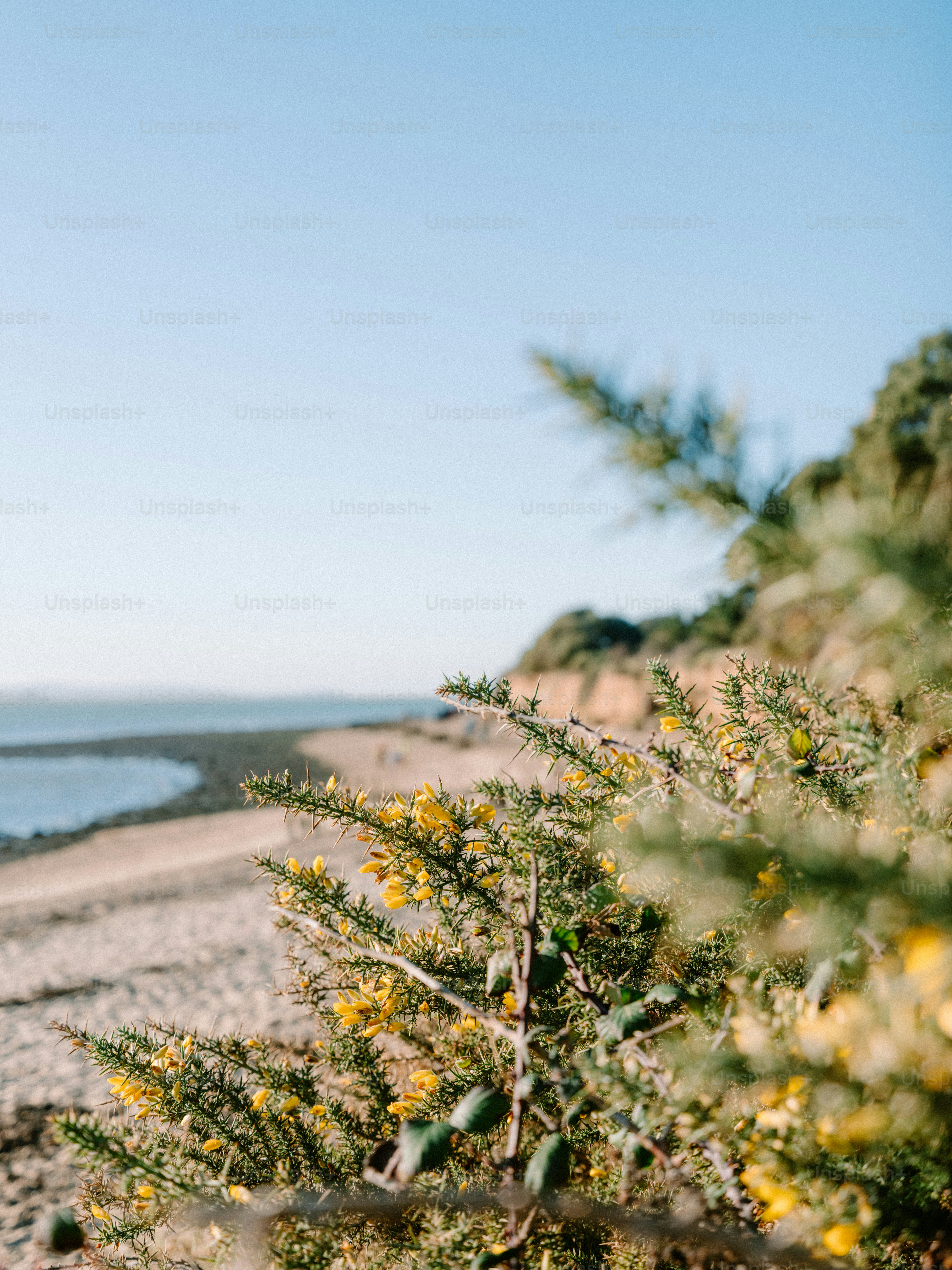 Arbusto costiero con fiori gialli e vista sull'oceano