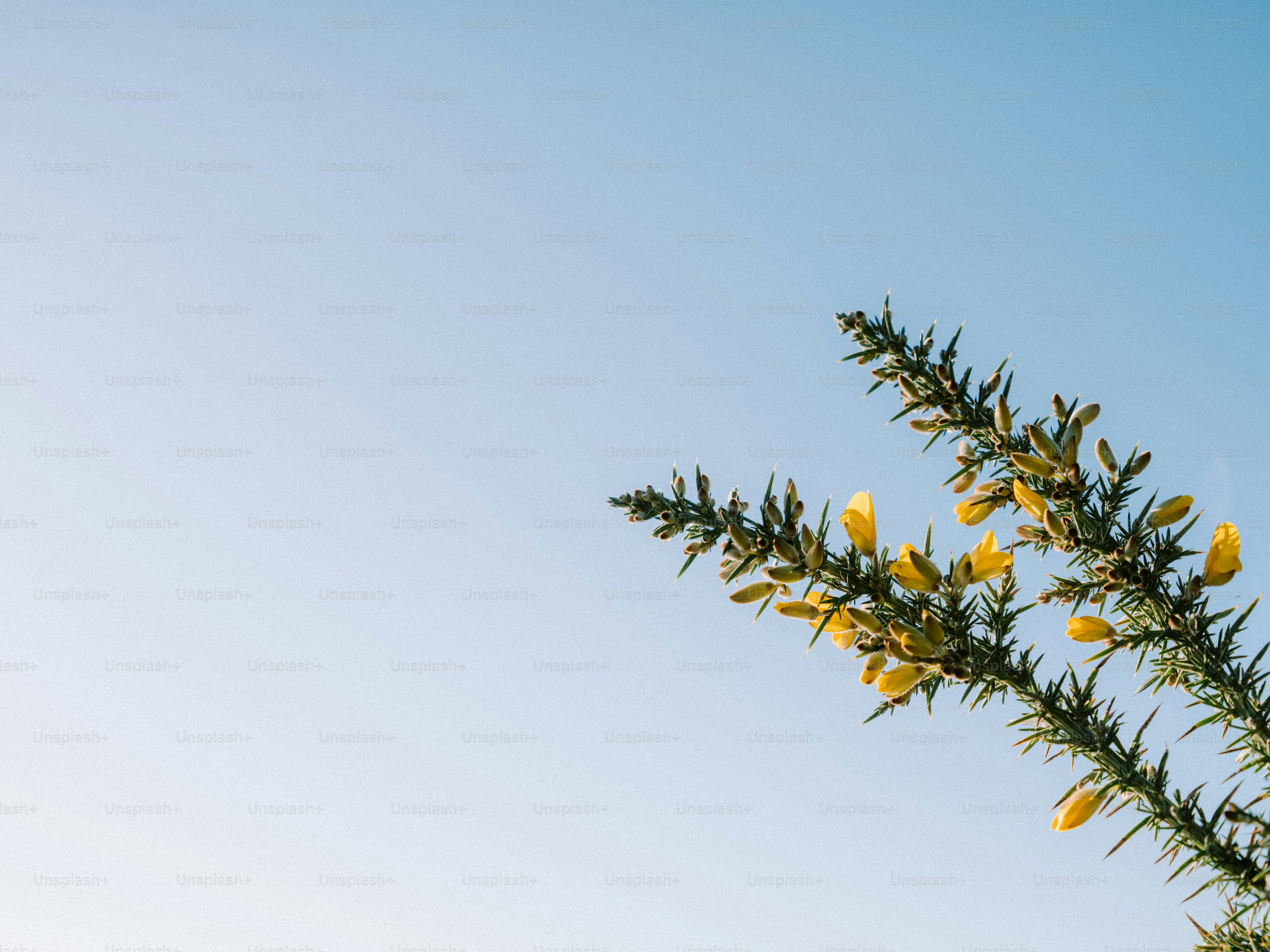 Fiori gialli di ginestra contro un cielo azzurro limpido