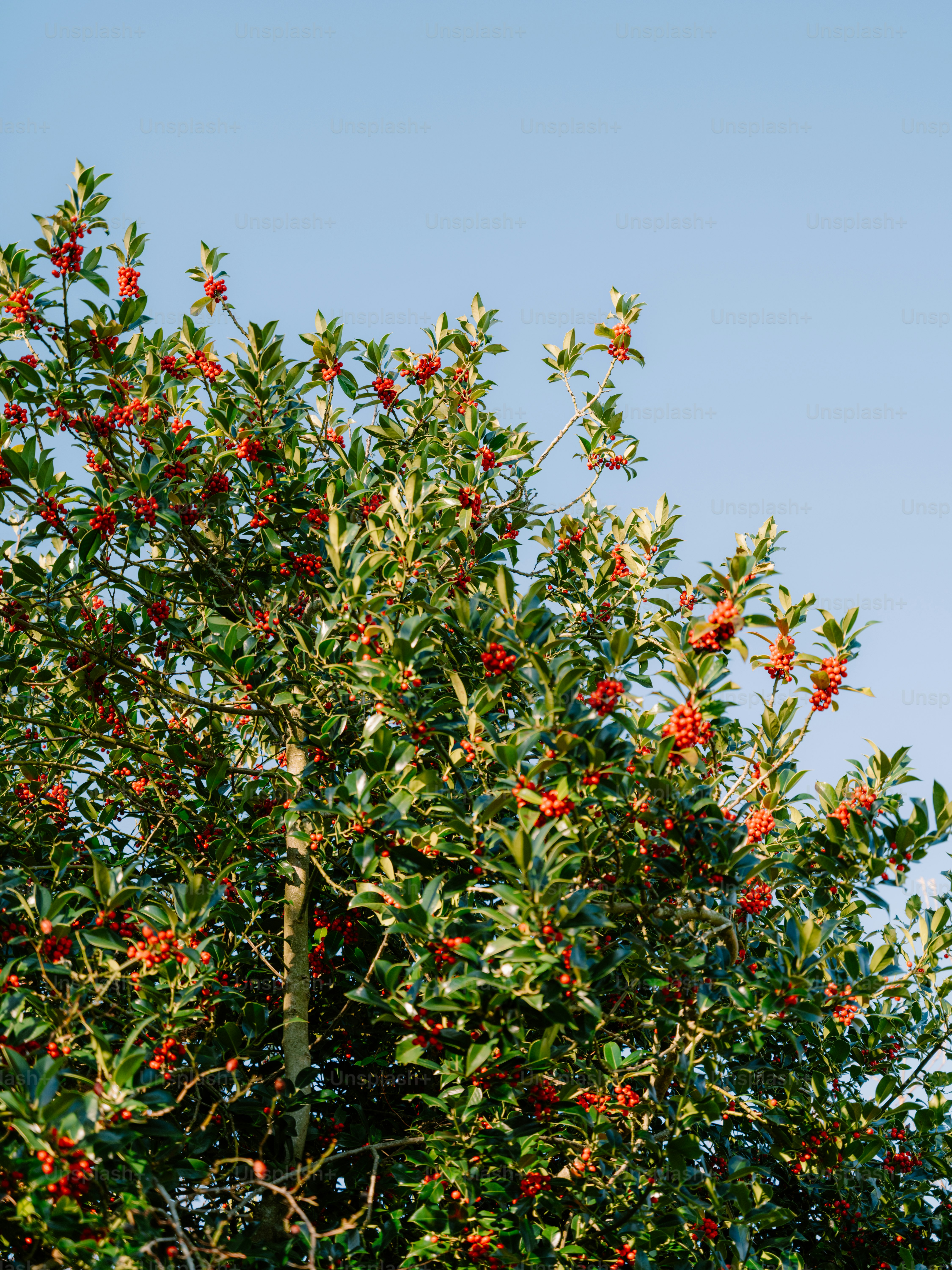 Semak holly dengan buah beri merah di langit biru cerah