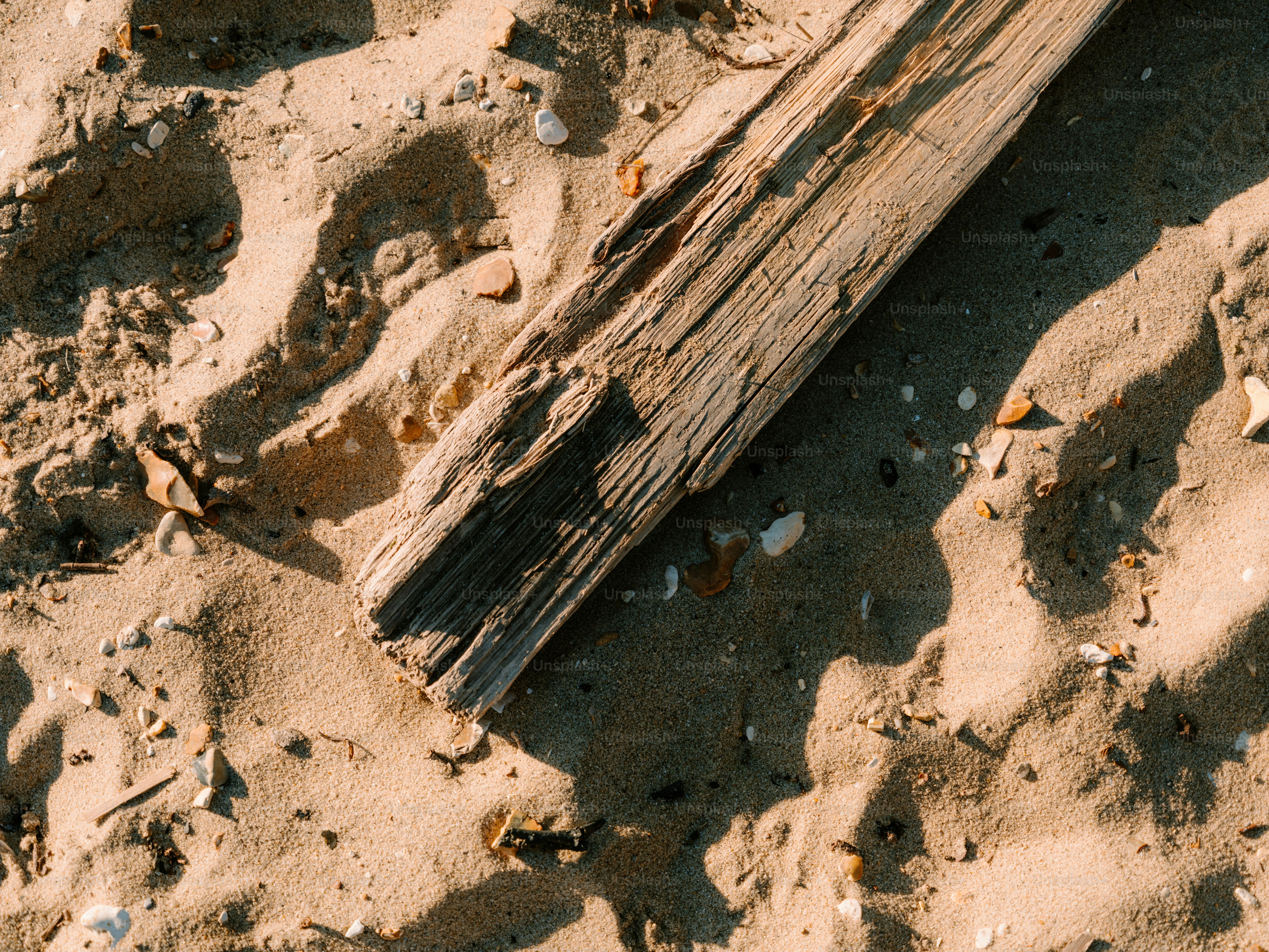 Sepotong kayu lapuk bertumpu di pantai berpasir.
