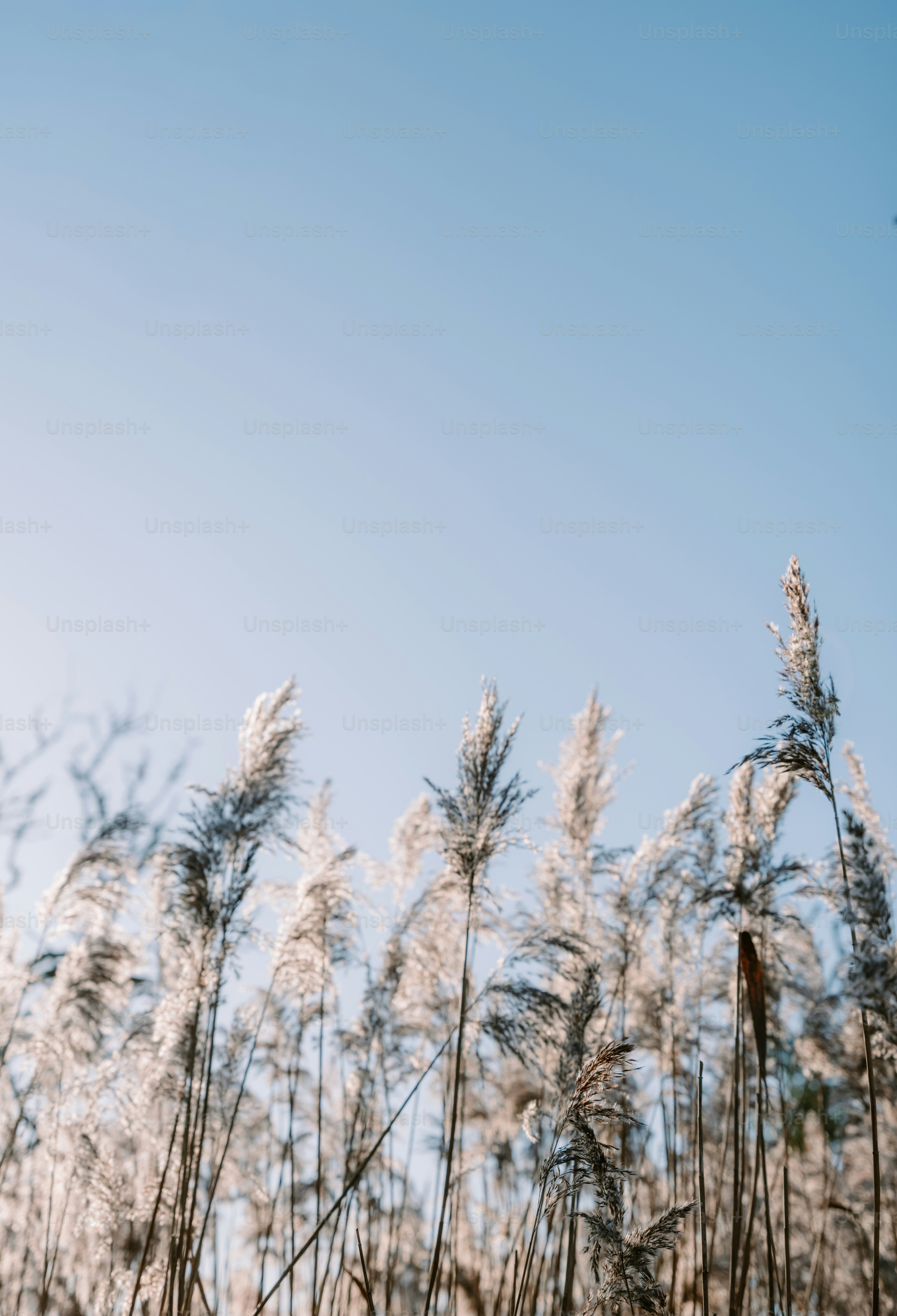 Tall reeds sway gently against a clear blue sky. photo – Grass Image on ...