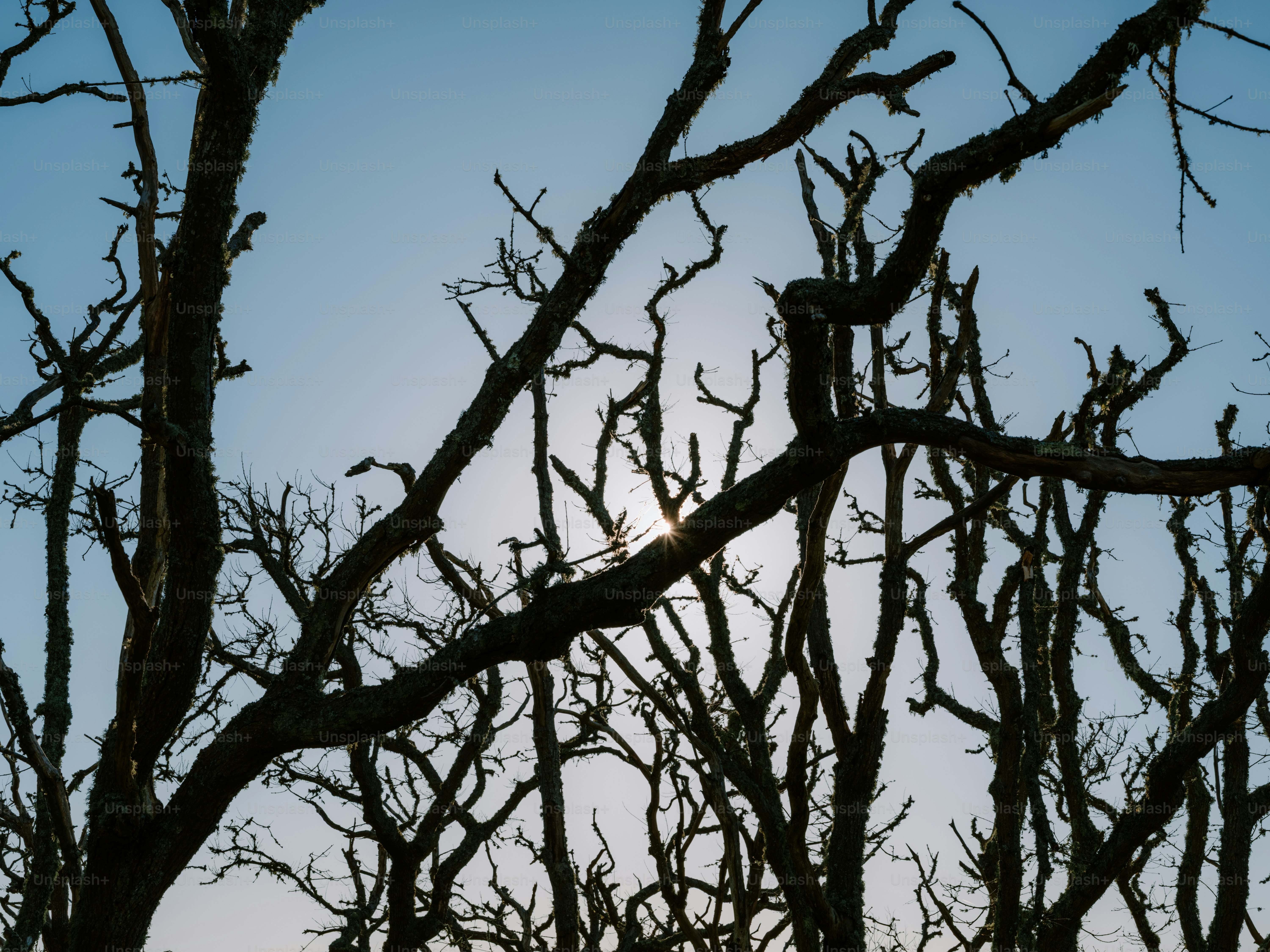 Silhouetted bare tree branches against a pale sky