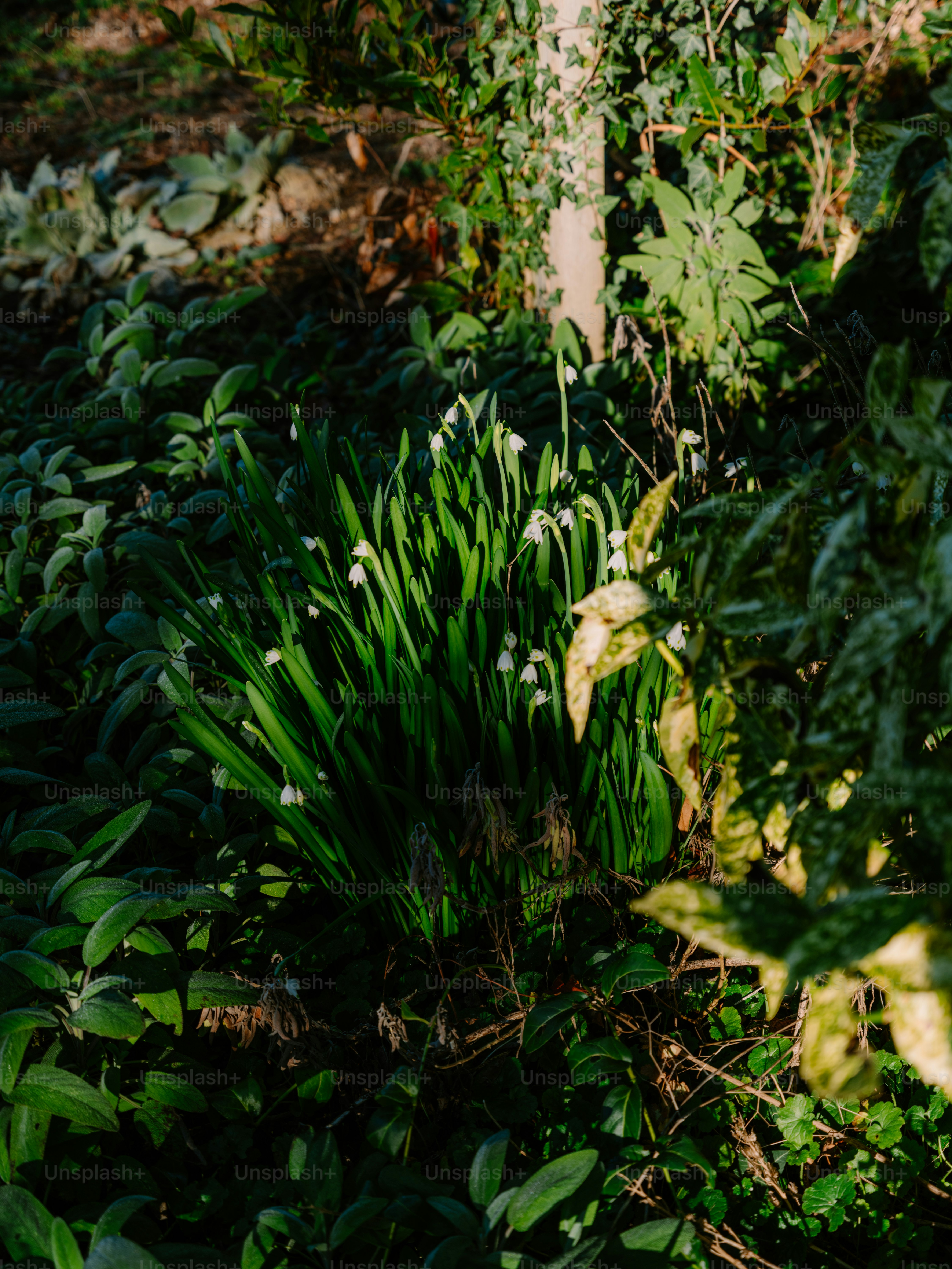 Snowdrops blooming in a lush green garden