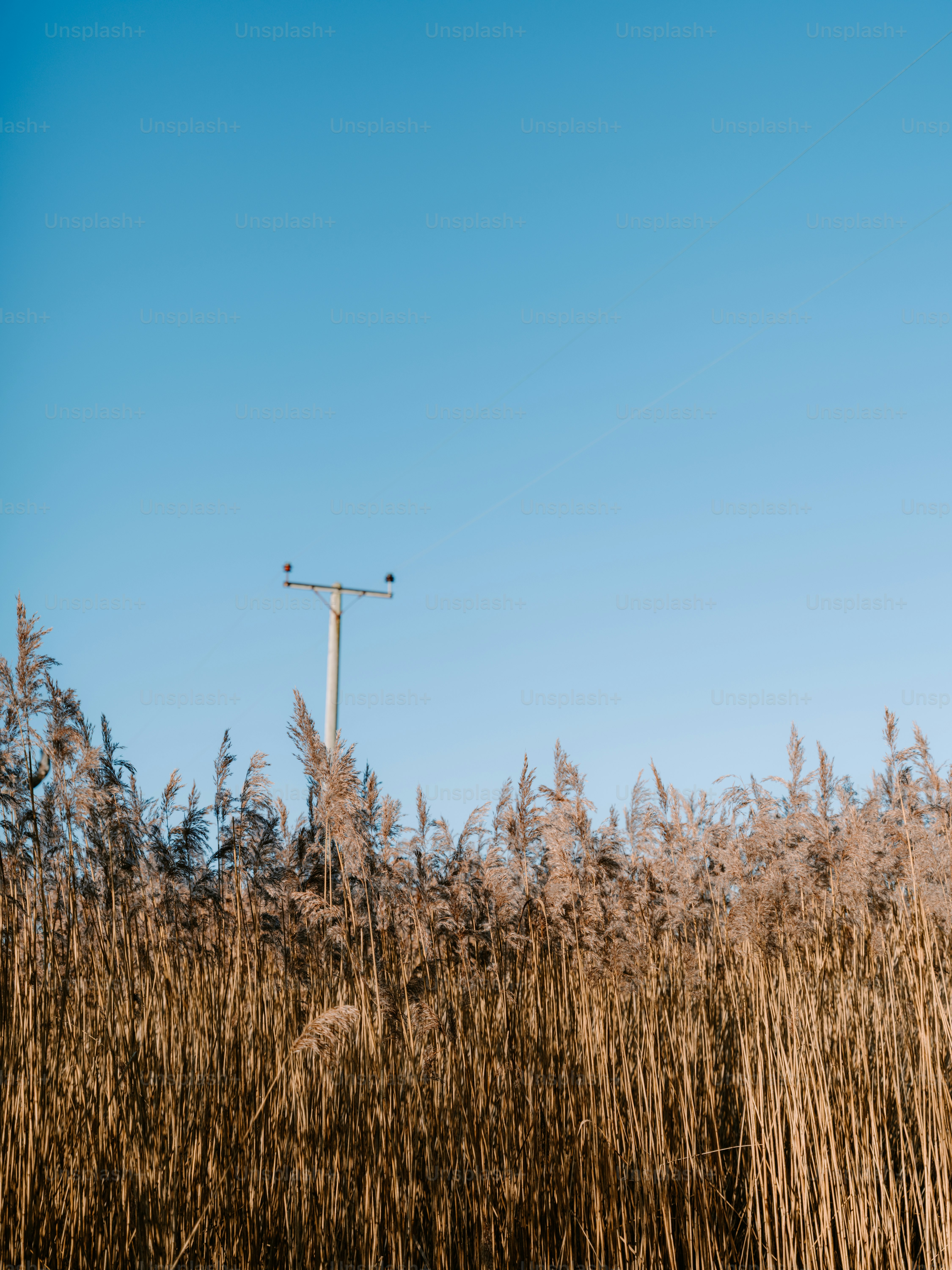 Tall dry grass with a light post against blue sky