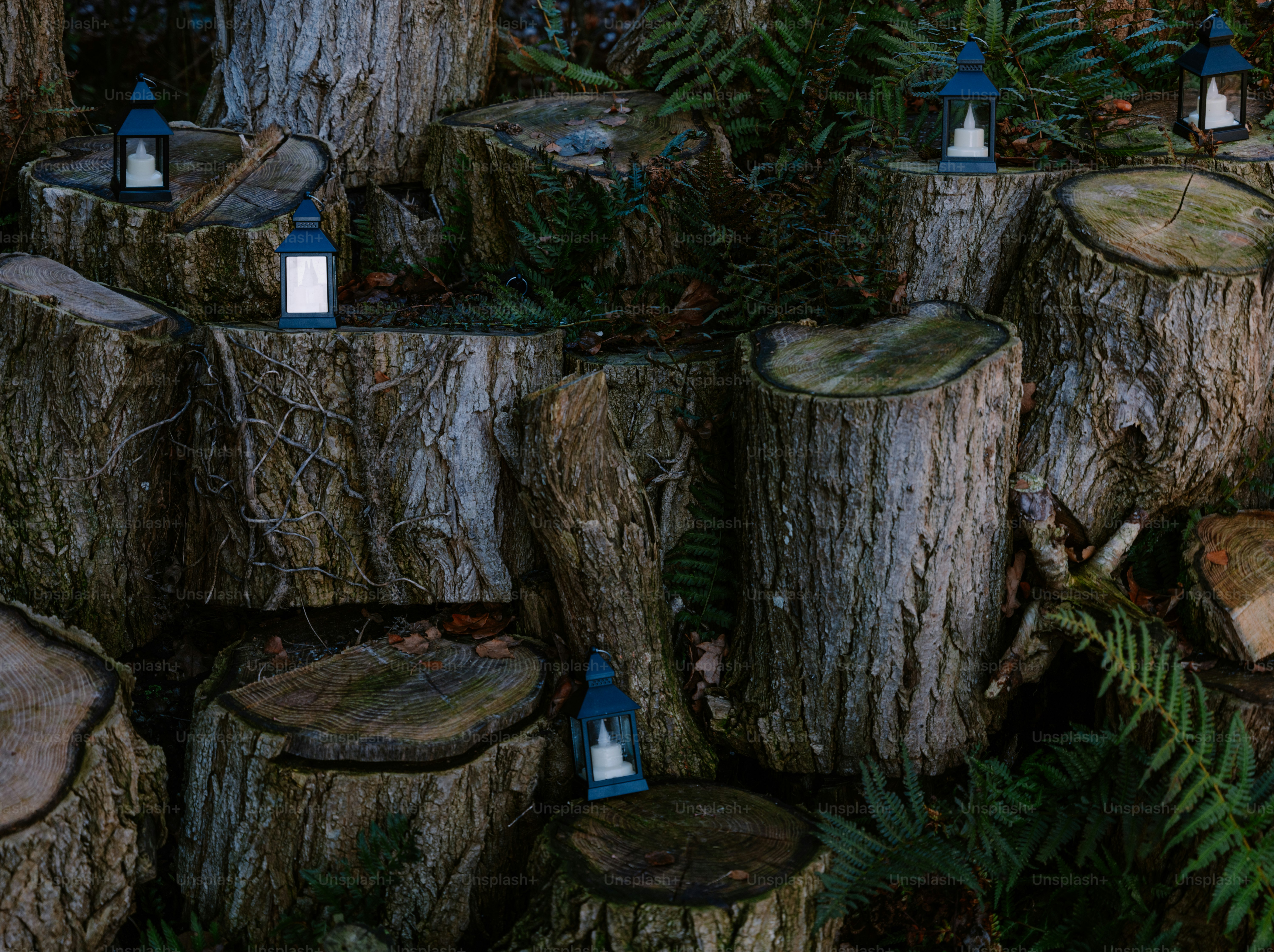 Faroles azules colocados en tocones de árboles con helechos