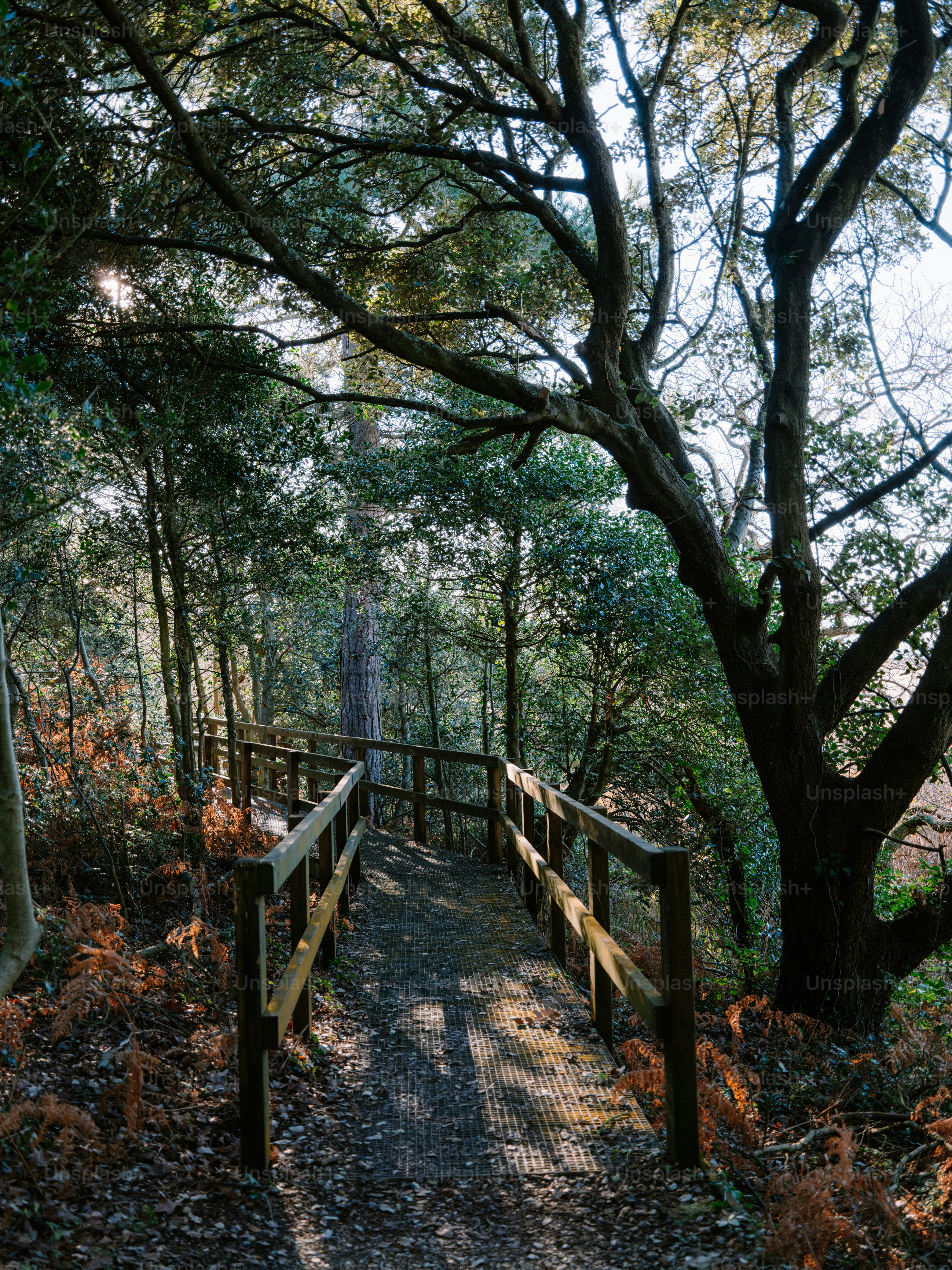 Wooden walkway through a sunlit forest path