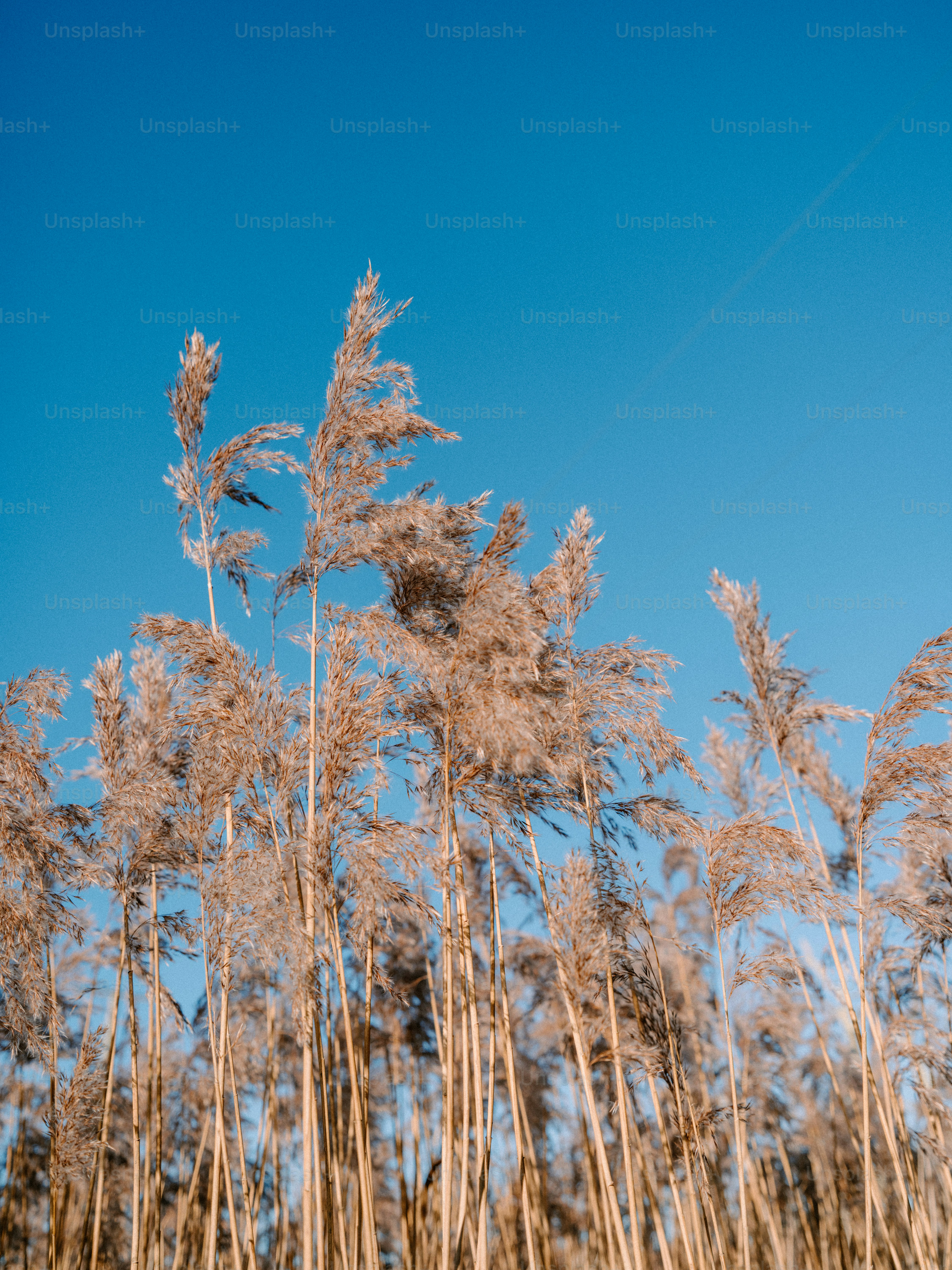 Tall dry reeds against a clear blue sky. photo – Plant Image on Unsplash