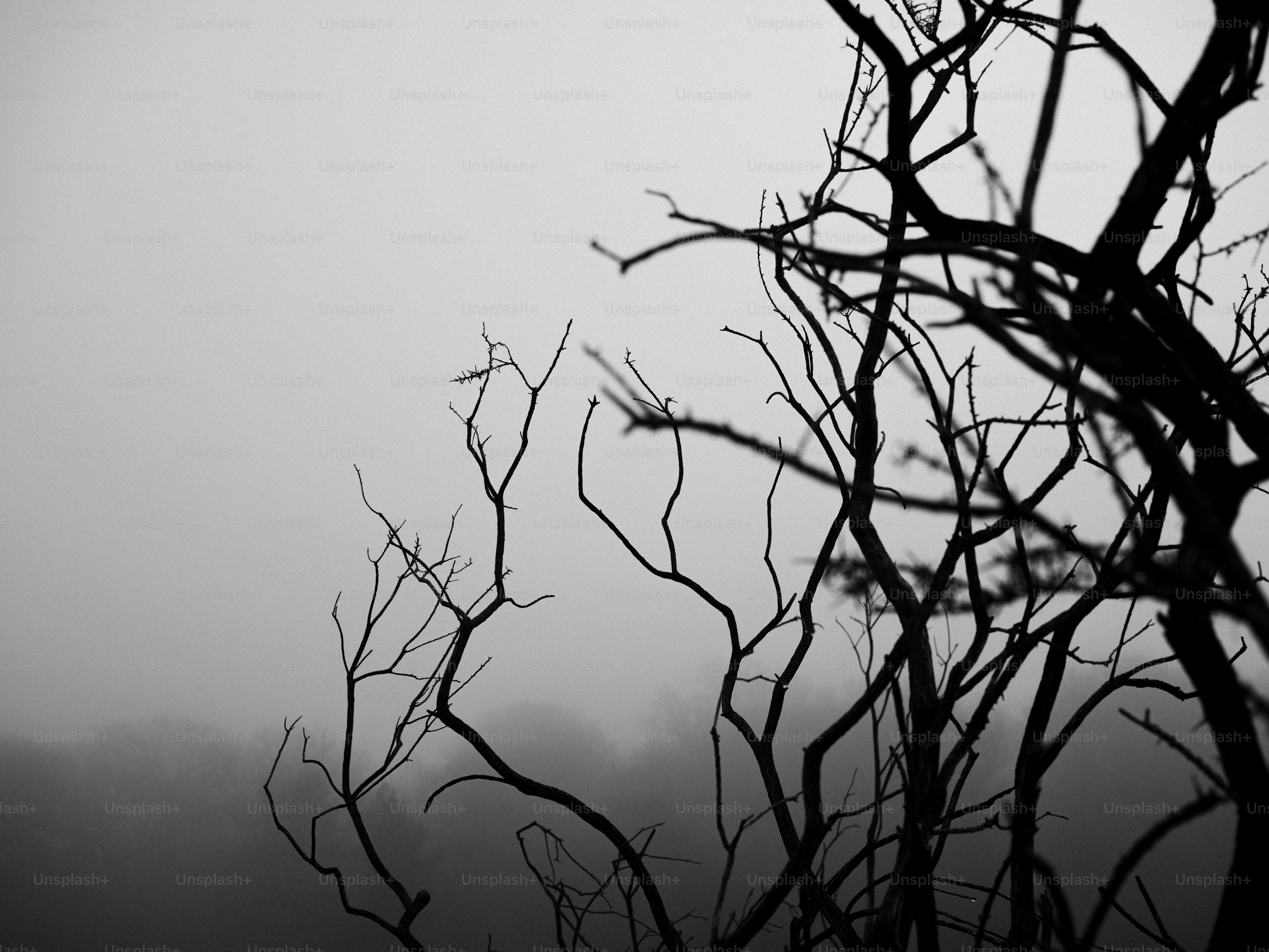 Silhouettenhafte kahle Äste vor einem nebligen Himmel