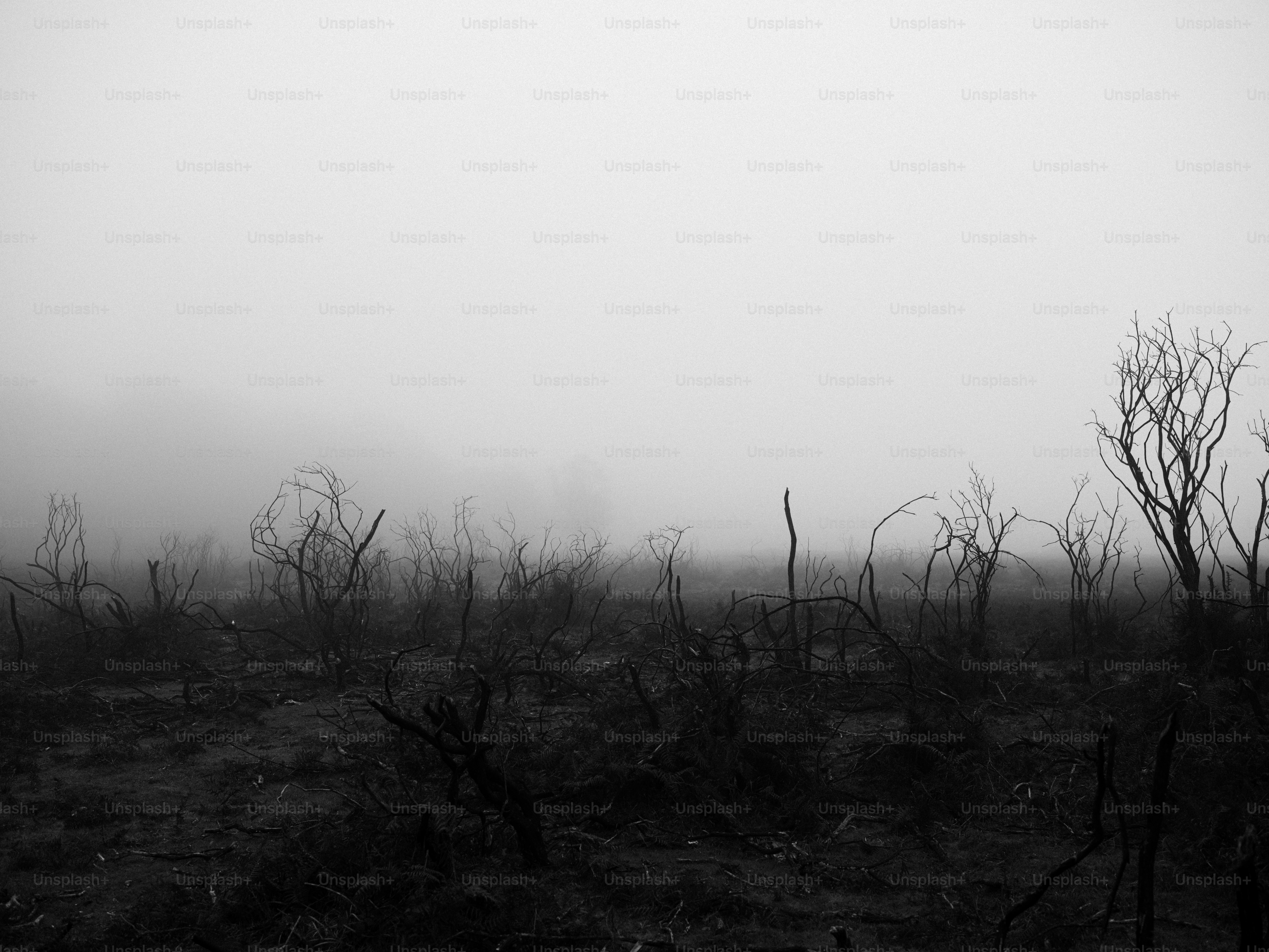 Bare, twisted trees in a foggy, desolate landscape. photo – Texture ...