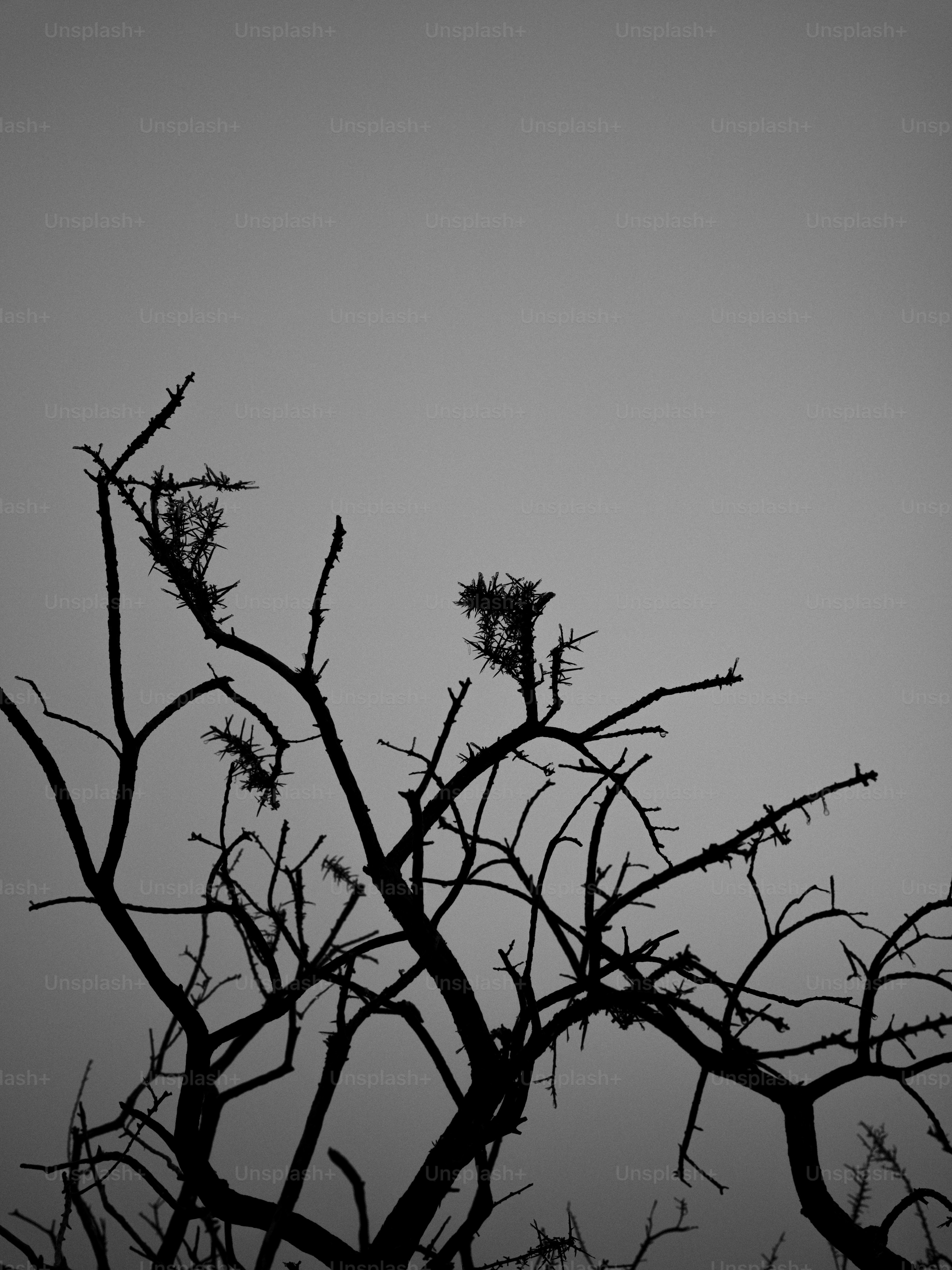 Silhouette of bare tree branches against a grey sky